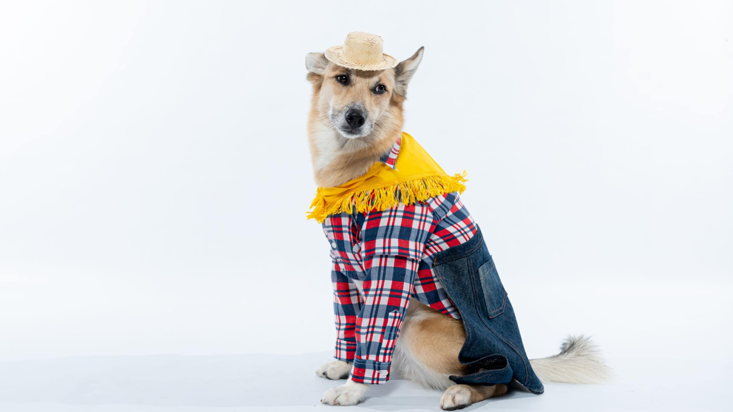 An adorable Chinook dog stands wearing a classic cowboy outfit on a white background