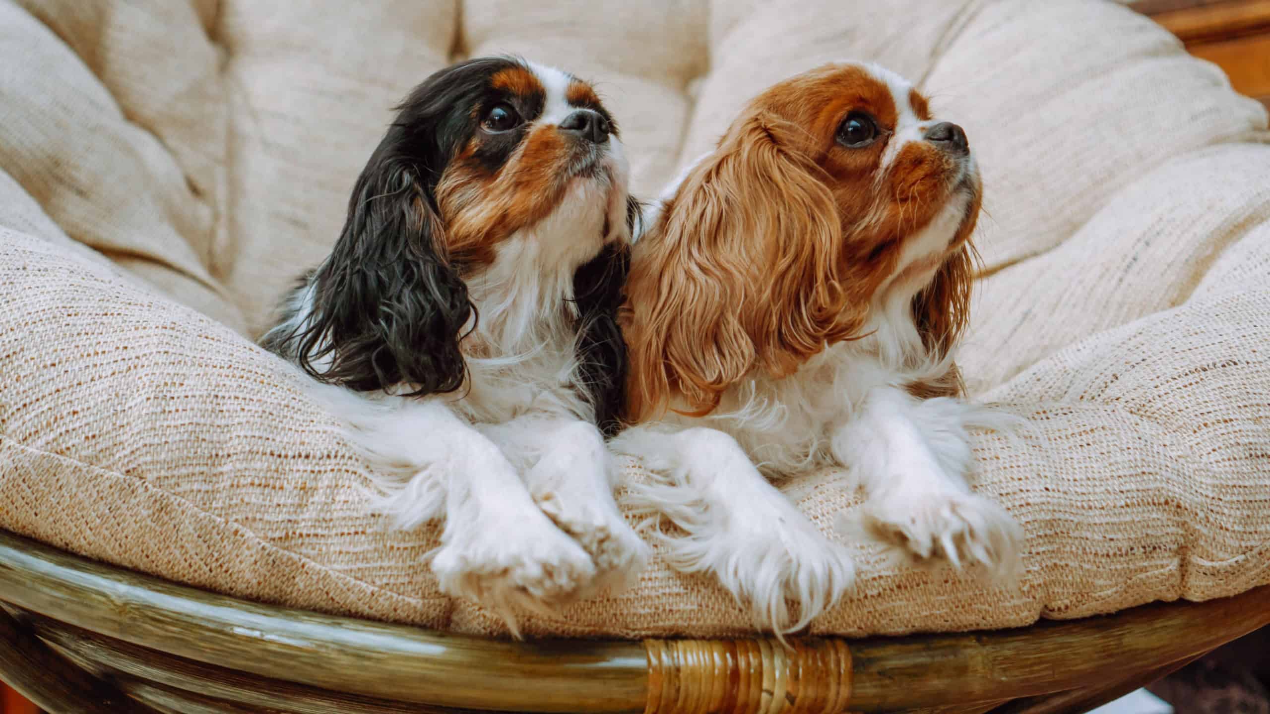 Cavalier King Charles Spaniels