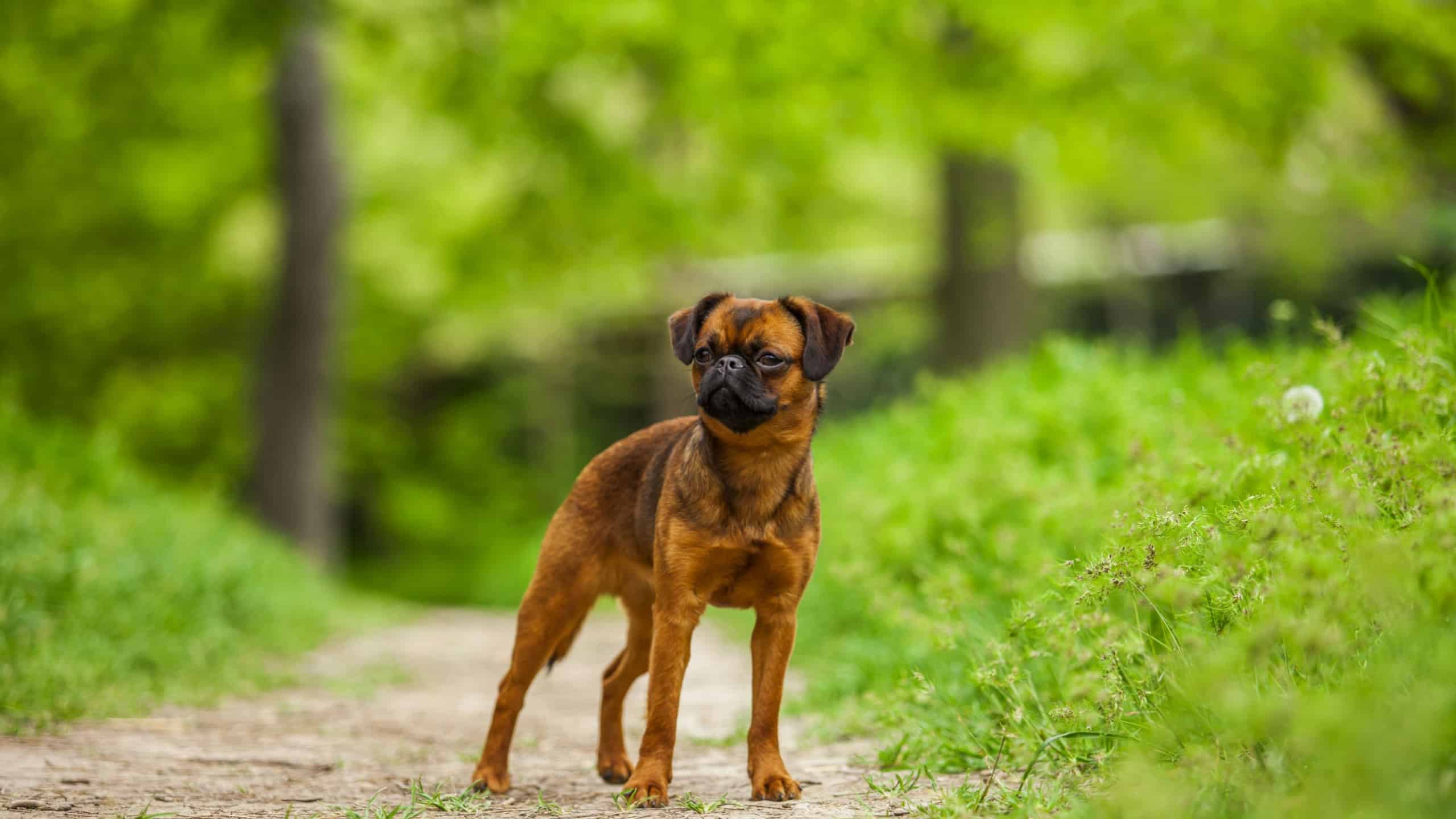 Small Brabant Griffon dog outdoors