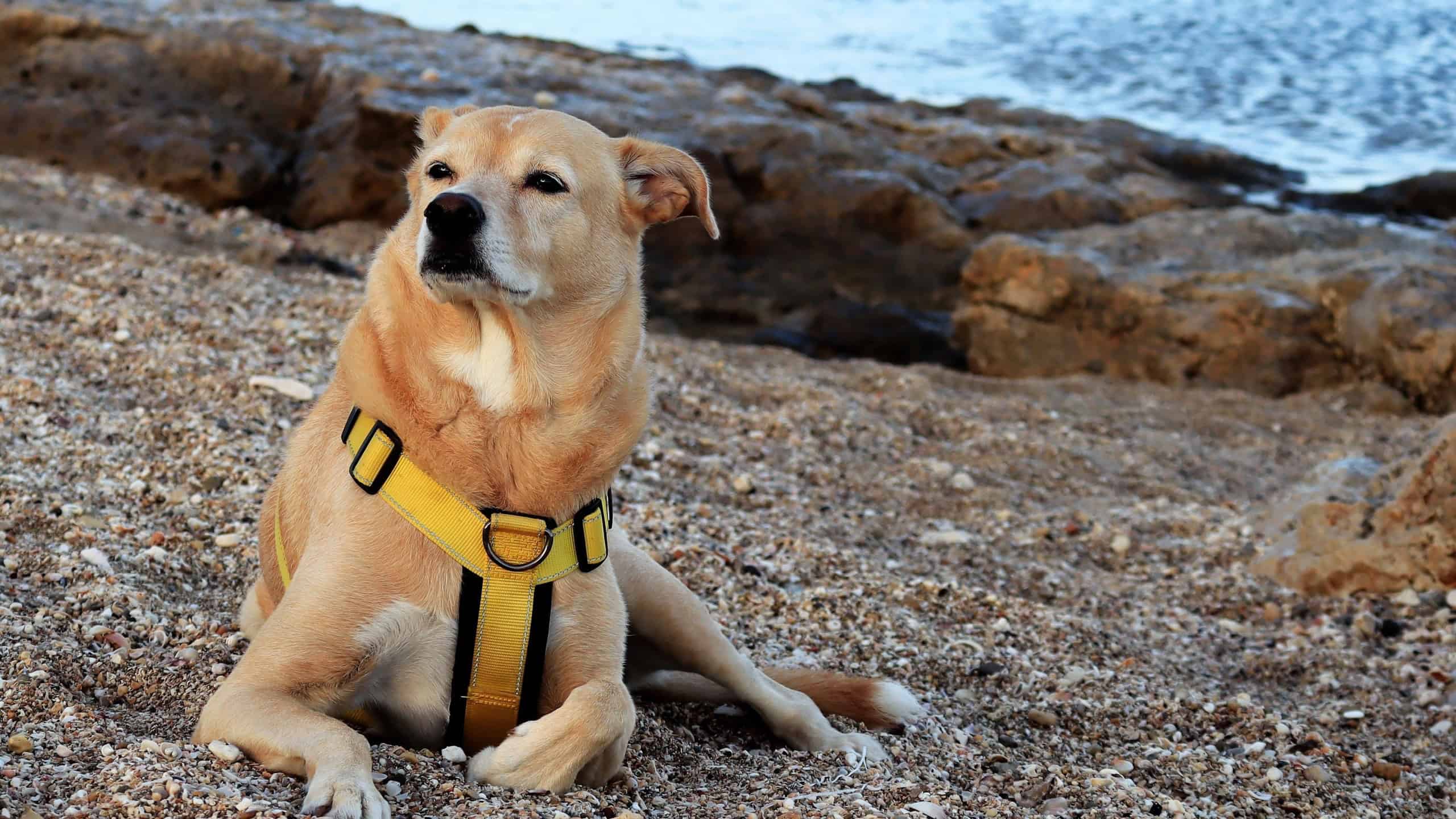 An adorable canaan dog in a yellow harness laying on a seashore