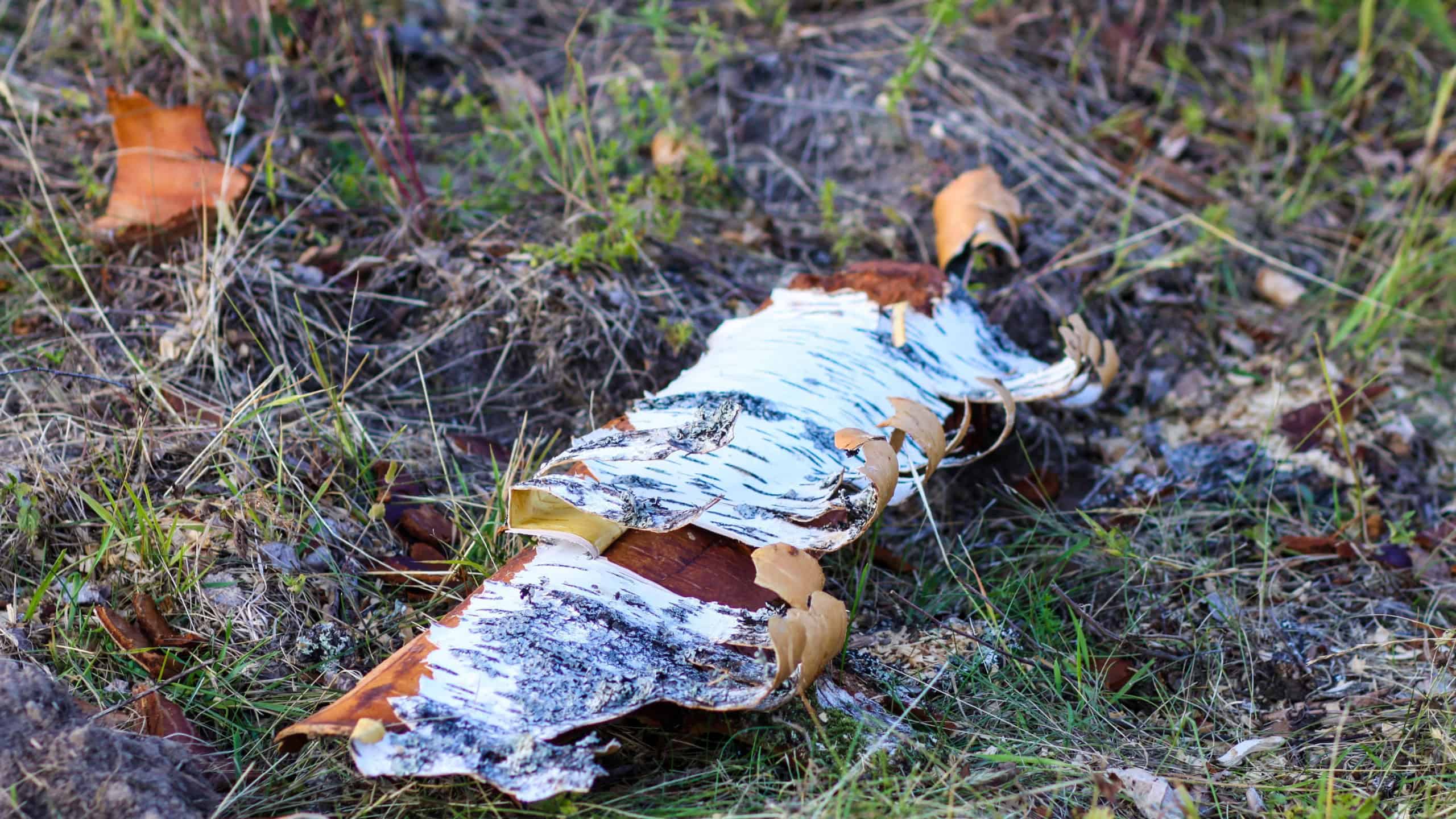 Peeled birch tree bark on the ground on the lumber camp.