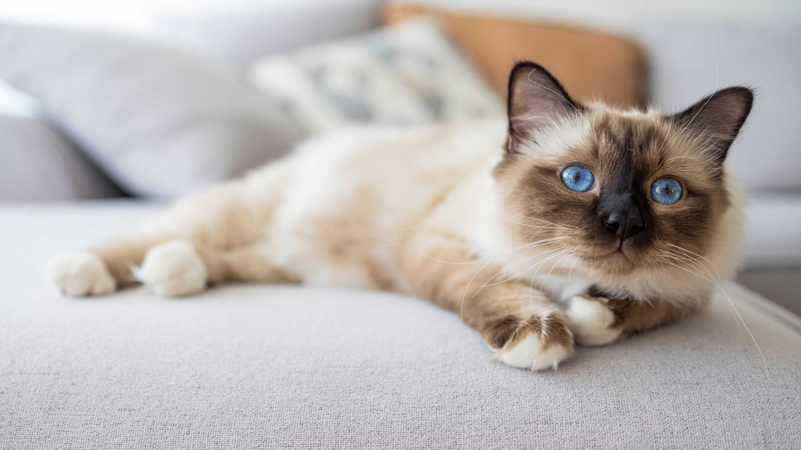 Sacred birma cat in interior. A portrait of a fluffy Sacred cat of Burma resting in a bed. Birman cat, 11 months old. Adorable Birman cat