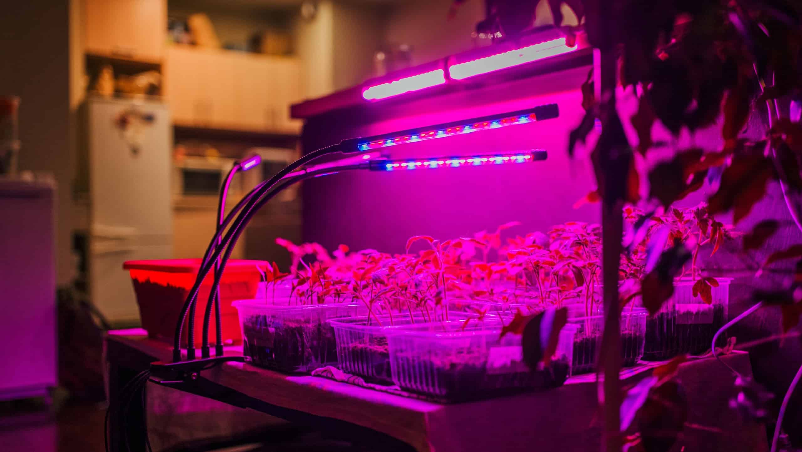 Array of plant seedlings flourish under the glow of LED grow lights in a cozy indoor setting, blending technology with urban gardening. Home cultivation of tomato and pepper seedlings in plastic