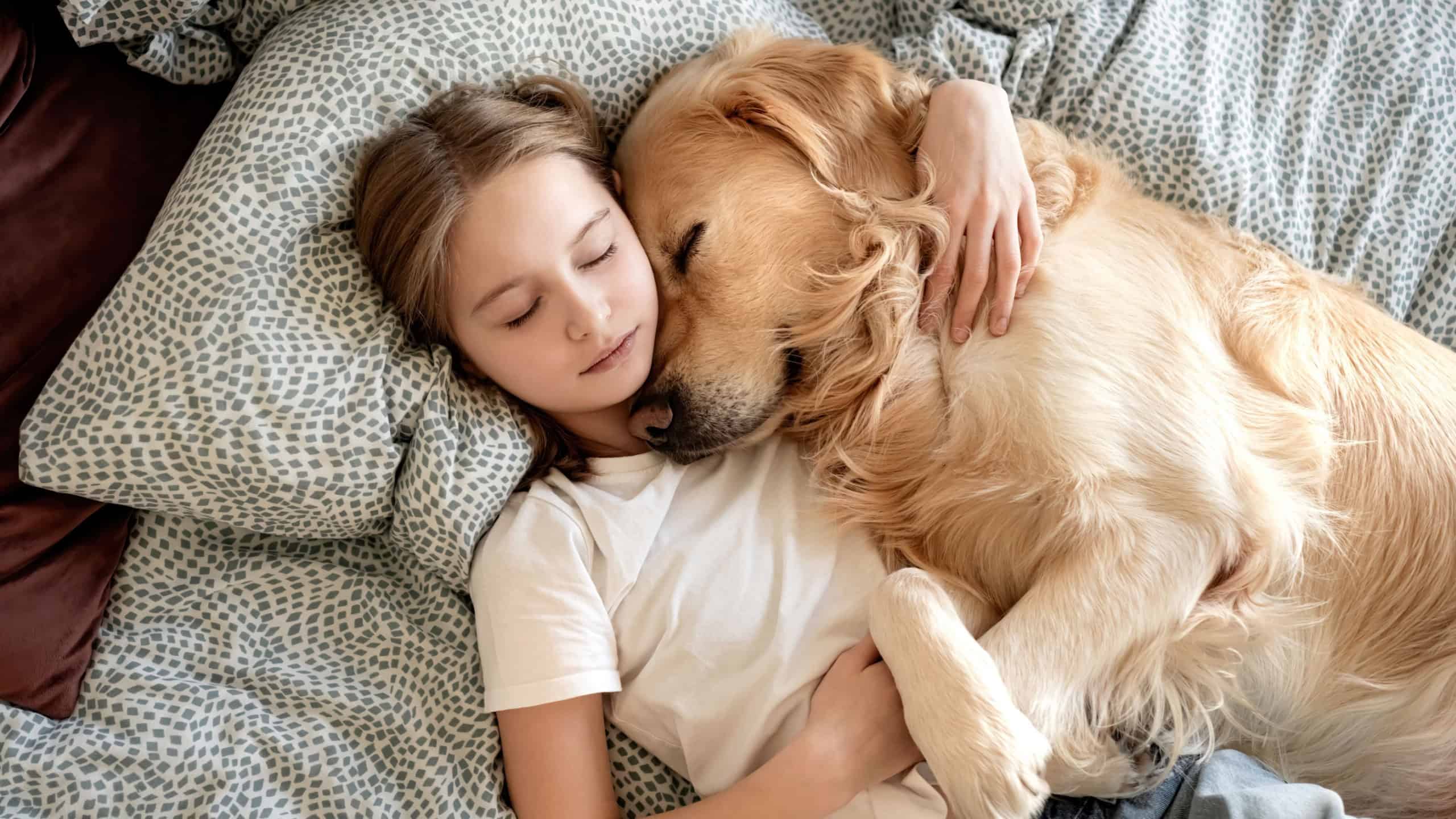 Cute Little Girl Sleeping With Dog In Embrace In Bed