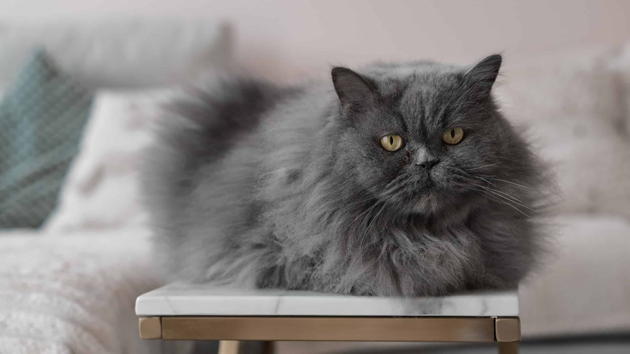 One persian cat of grey color lying on a coffee table in the living room. Portrait of a pet