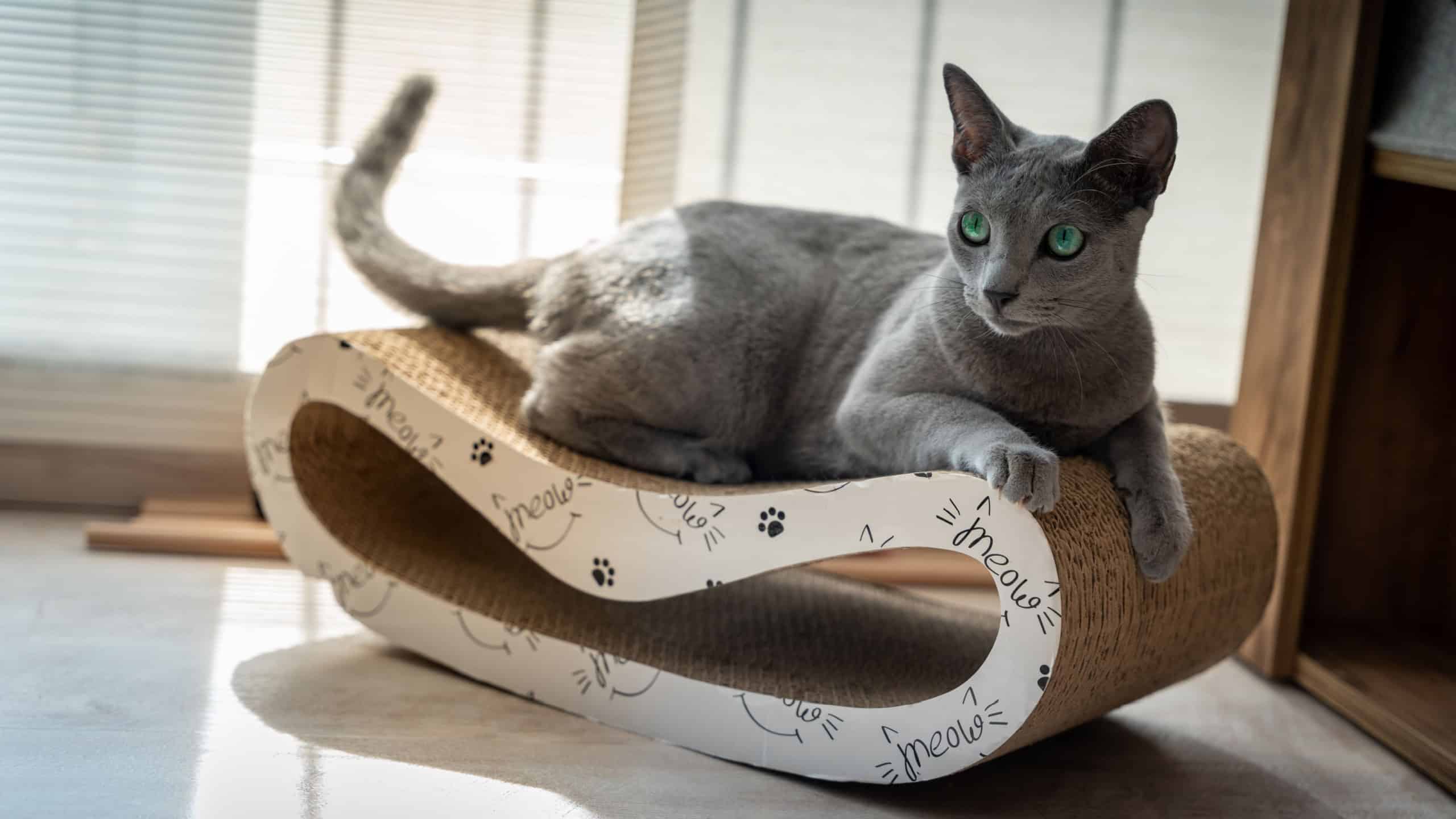 Russian blue cat with green eyes lies on scratching toy in the sunshine. Looks intently in the direction of an interesting sound with pricked ears.