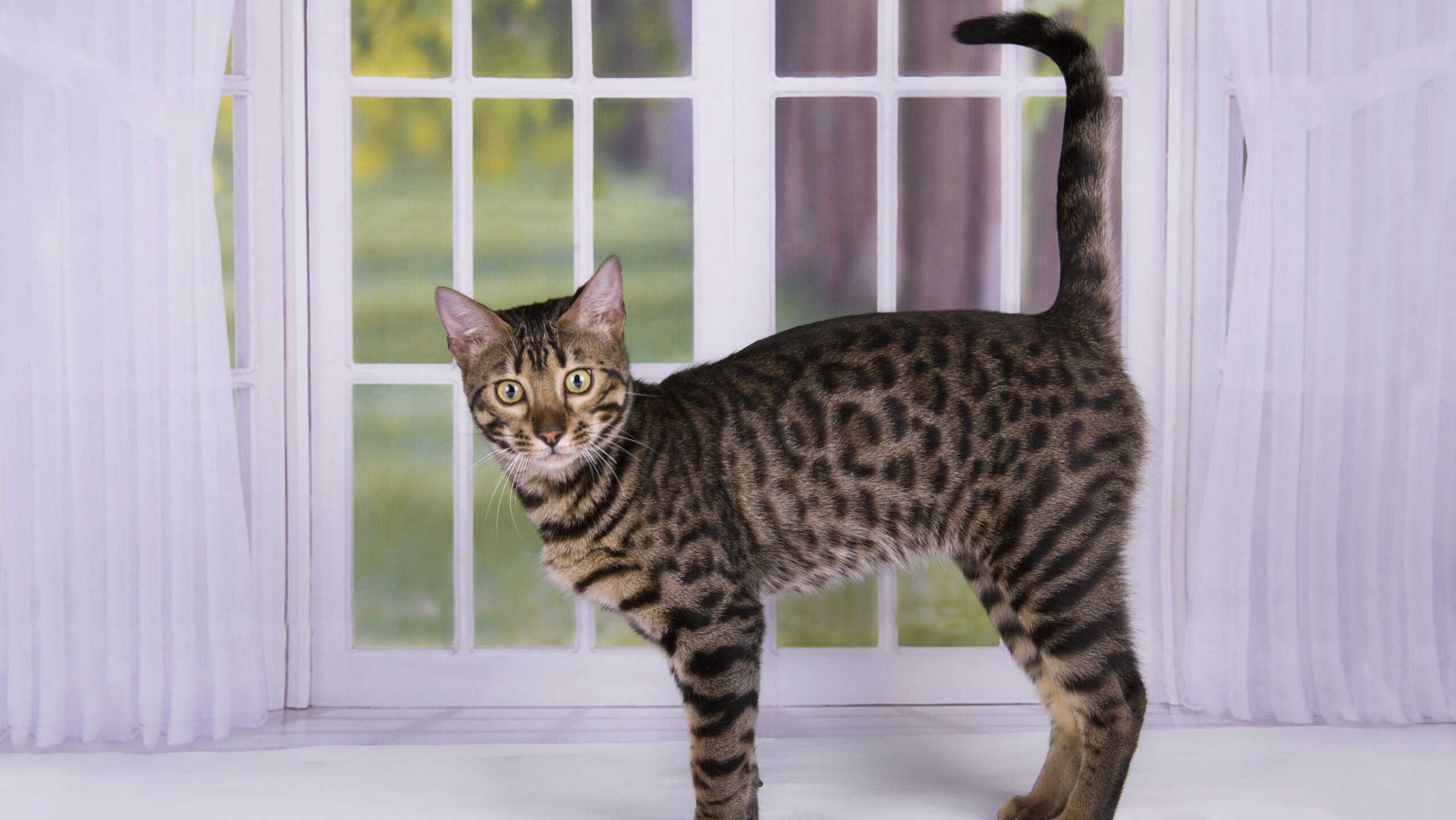 Kitten Savannah against the window into the garden