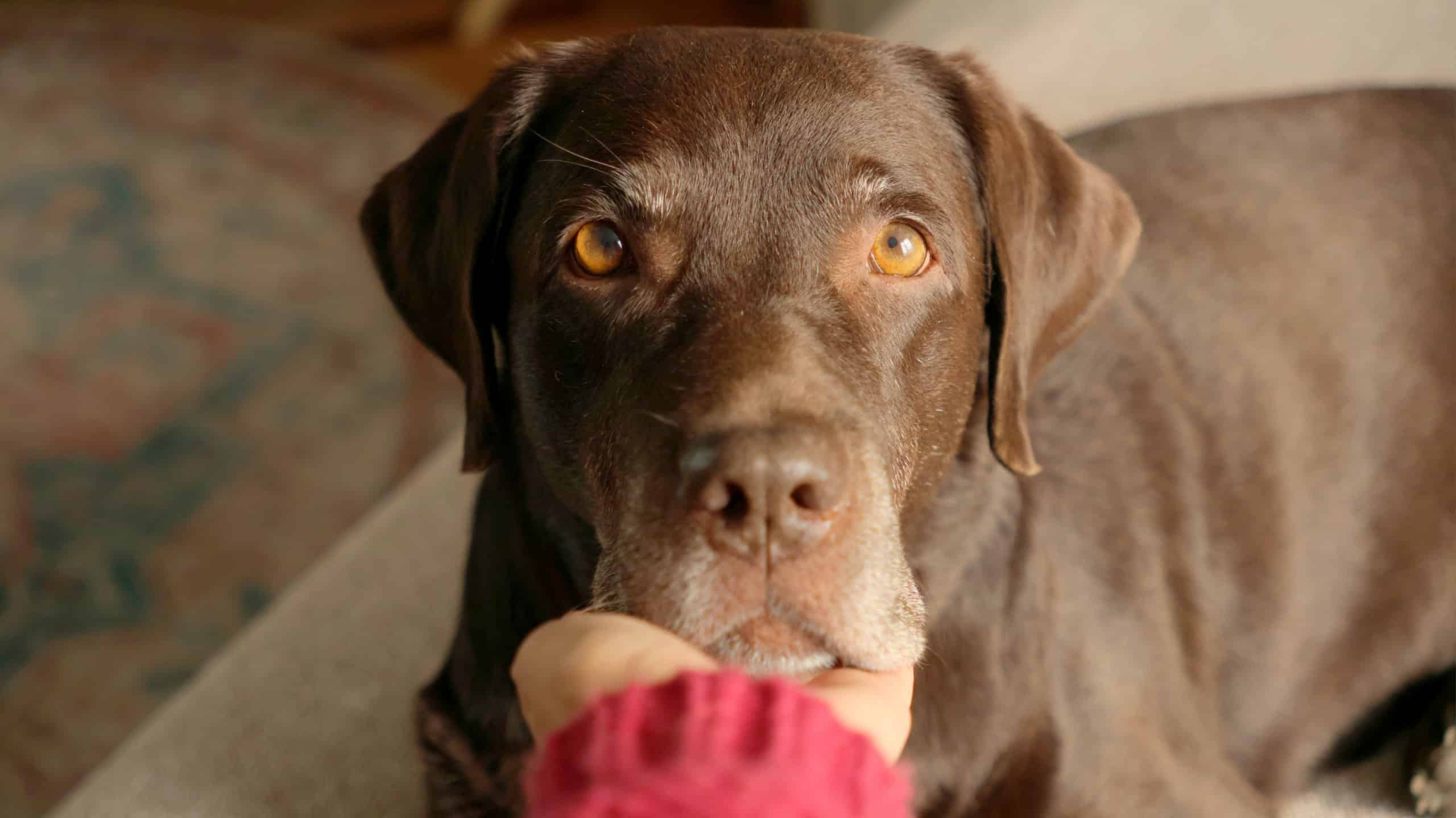 cute chocolate Labrador Retriever is lying on bed and resting. close-up of a pet holding its head and muzzle in the owner's hand. purebred puppy in a retriever. dog looks at camera with devoted eyes