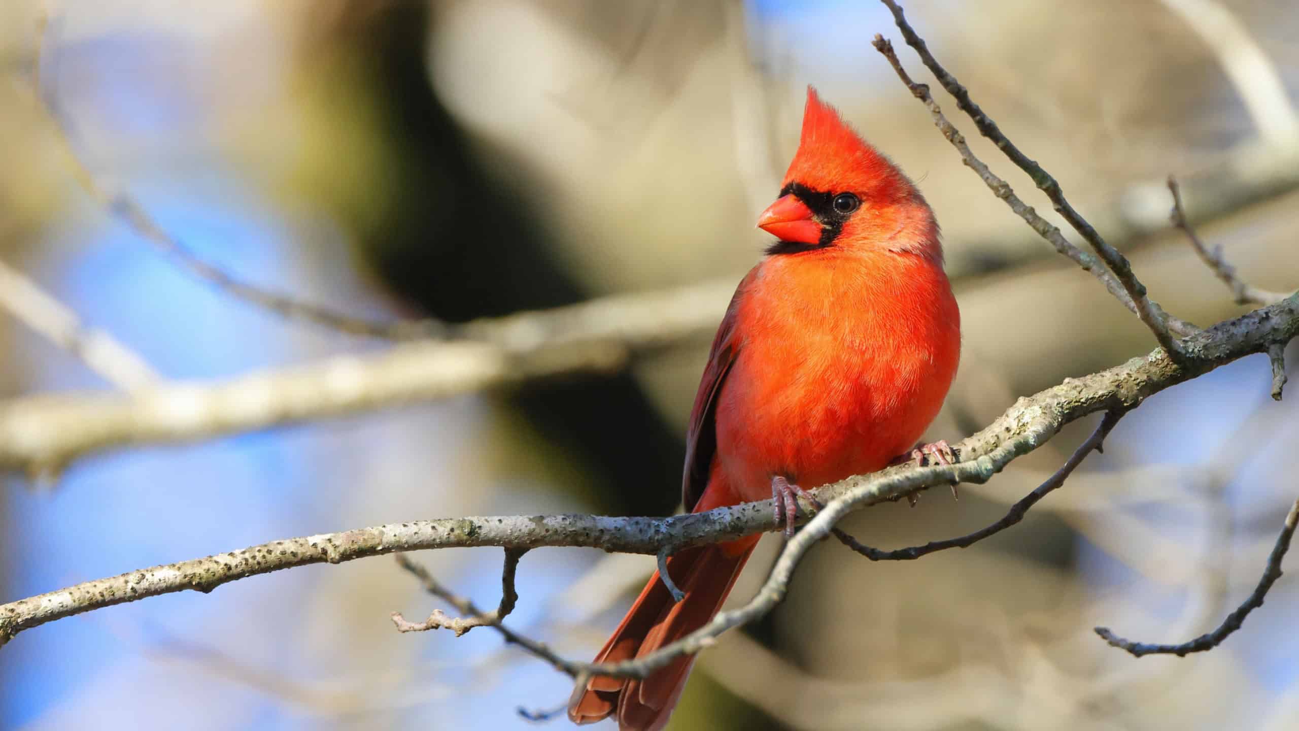 A vibrant red cardinal perched atop a barren tree branch in a tranquil outdoor setting
