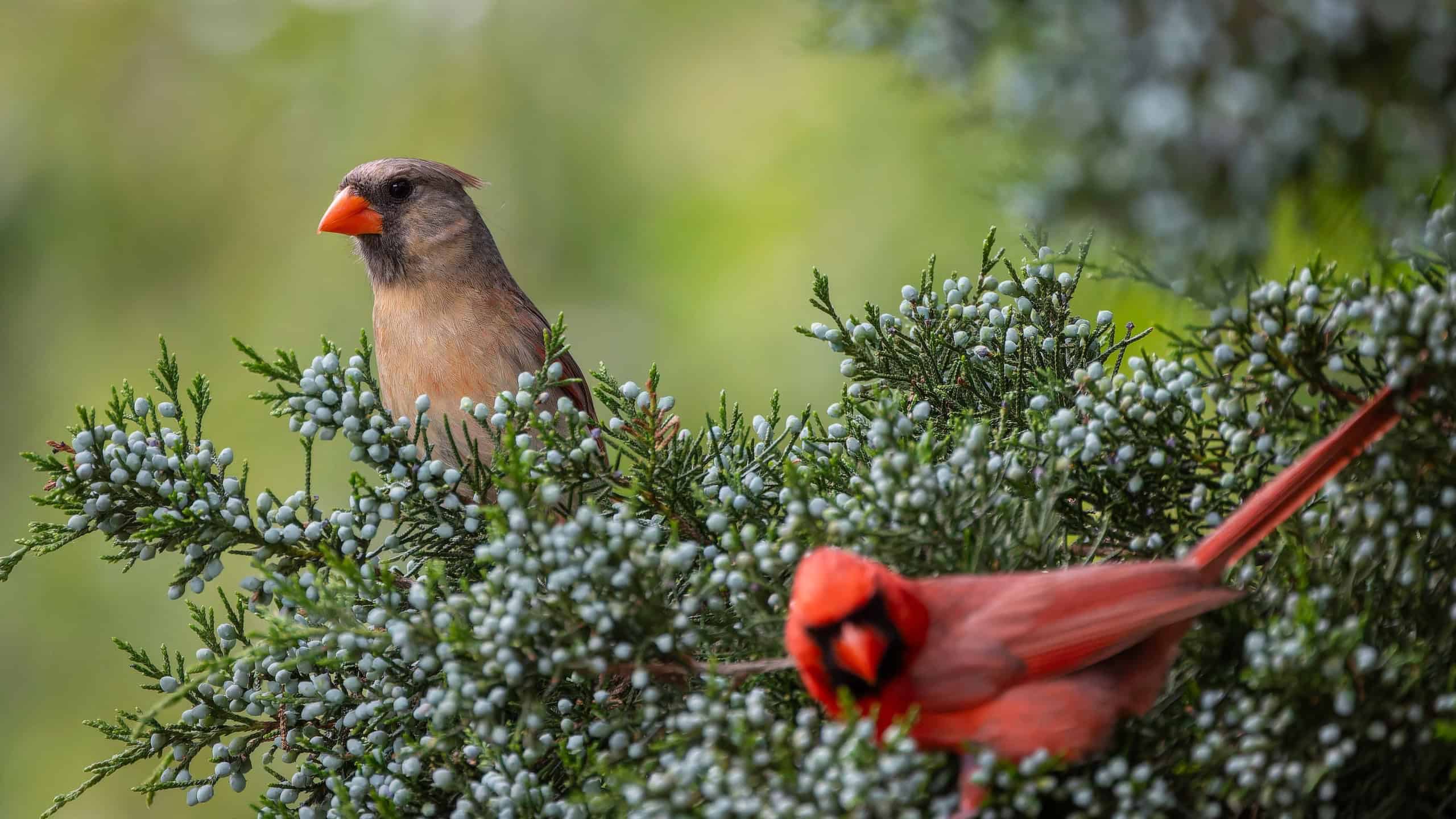 Two vibrant cardinal birds perched on a lush evergreen tree