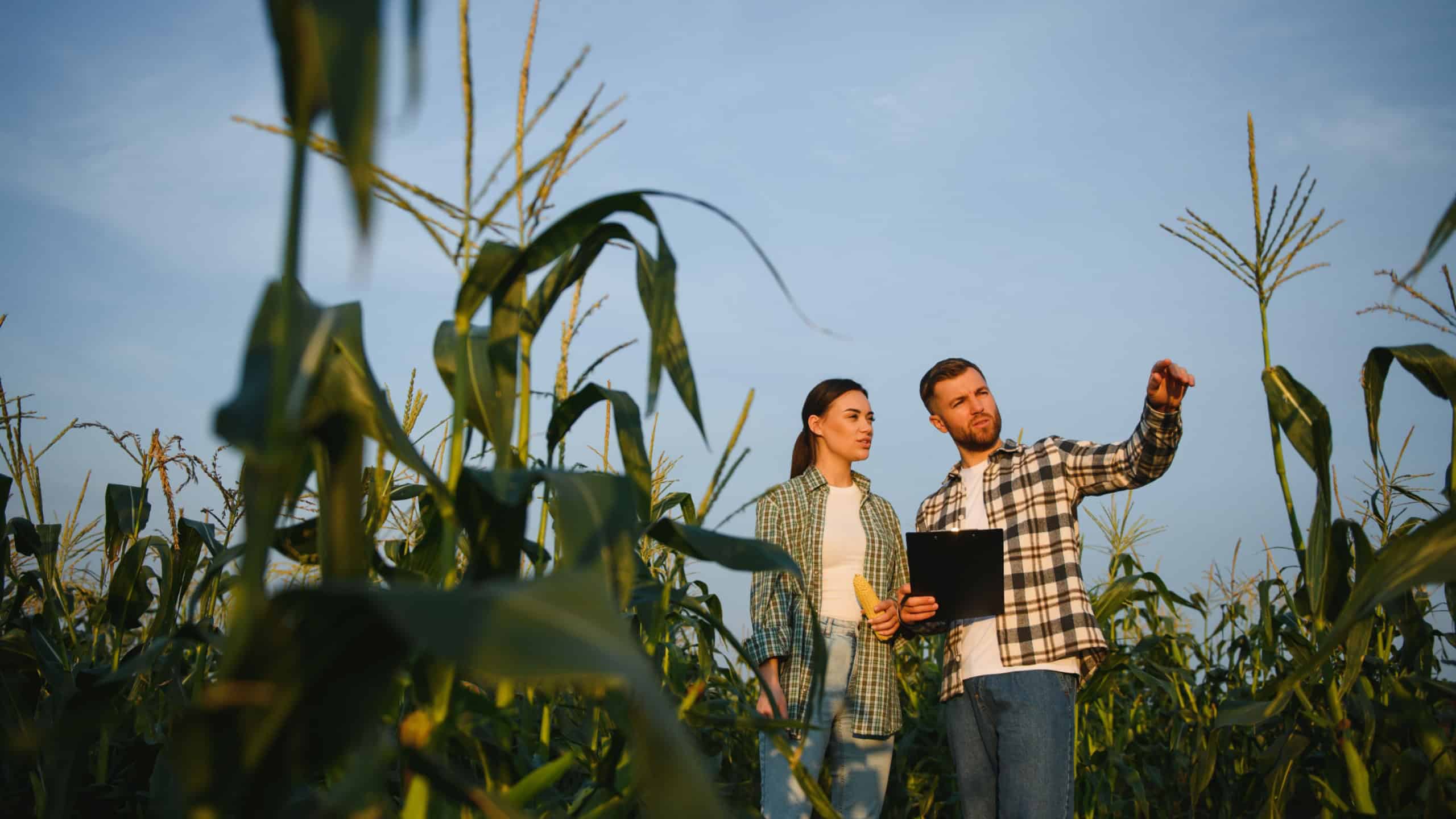 Family agricultural occupation. Man and woman are cultivating corn. They are satisfied with good progress of plants.