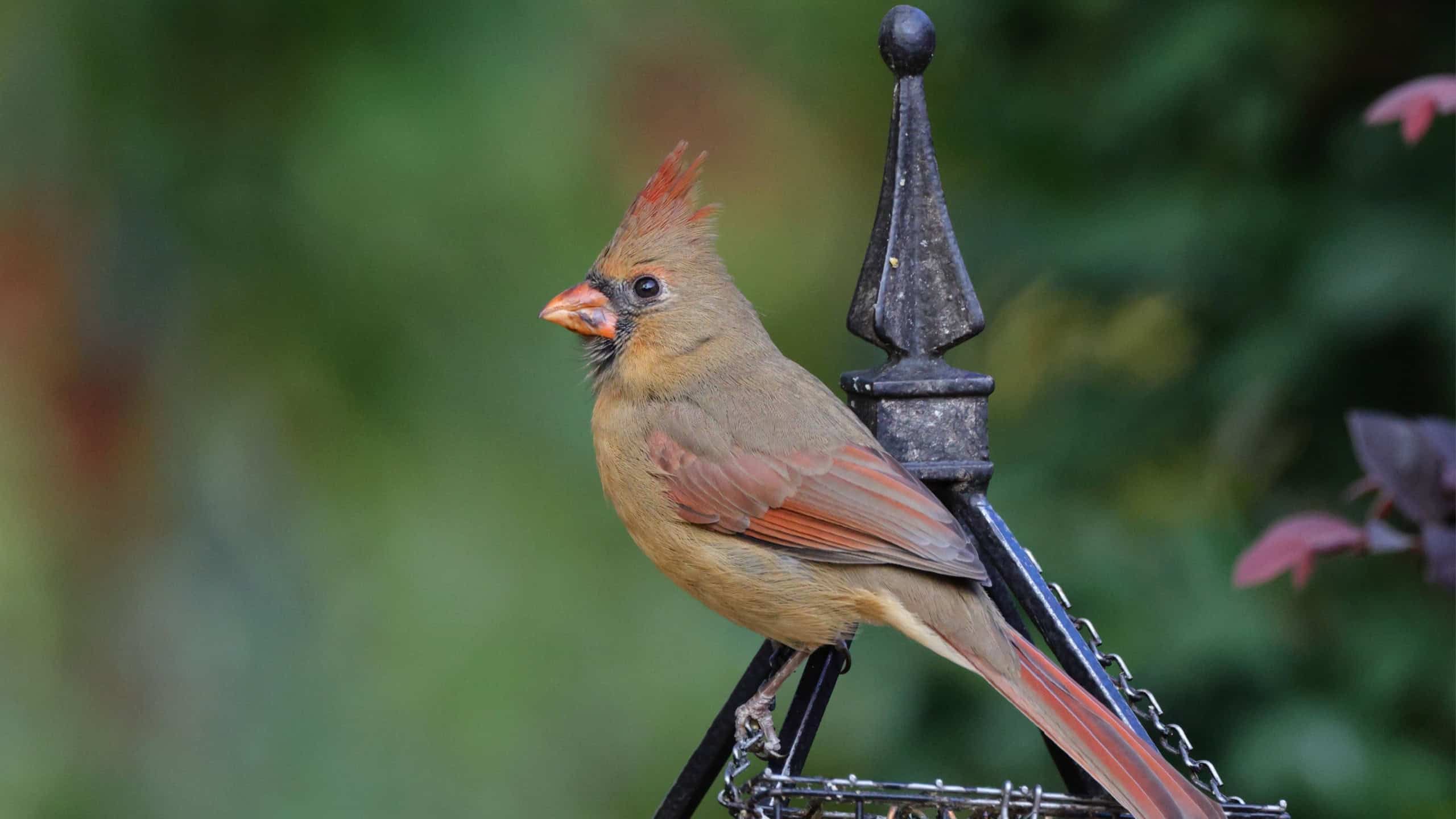 A female cardinal perched on a bird feeder against a lush green background.