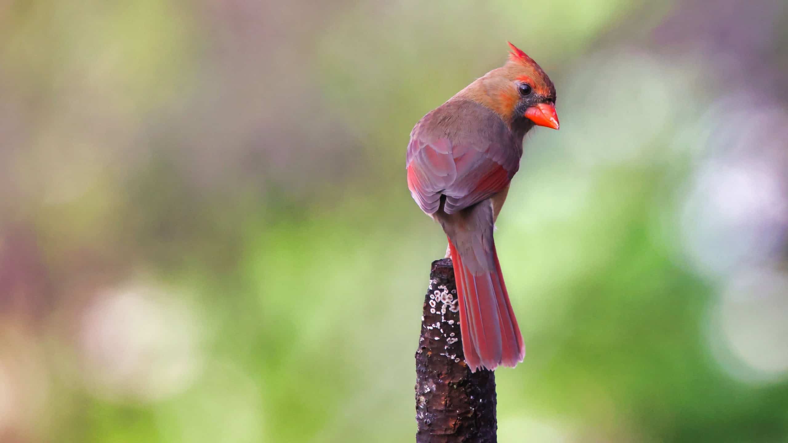 A closeup of a red cardinal bird perched on the tree branch against a blurry background