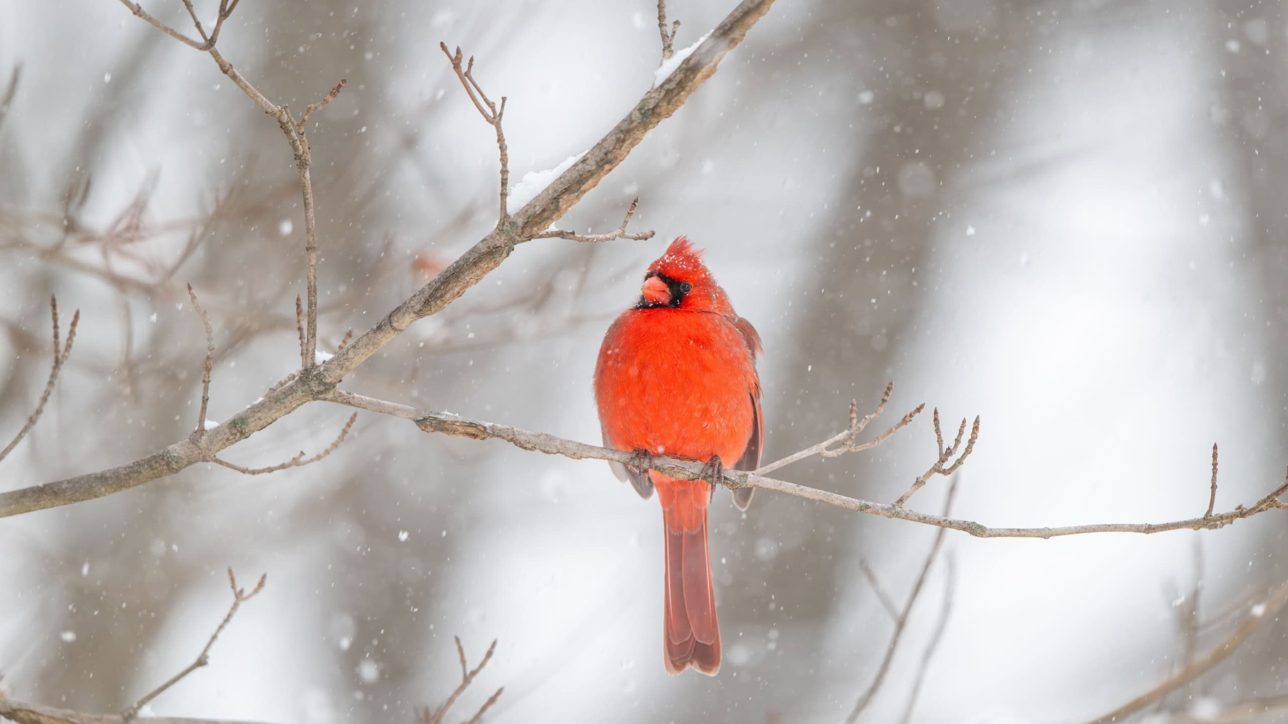 Male northern cardinal perched on a branch during a heavy winter snow storm.