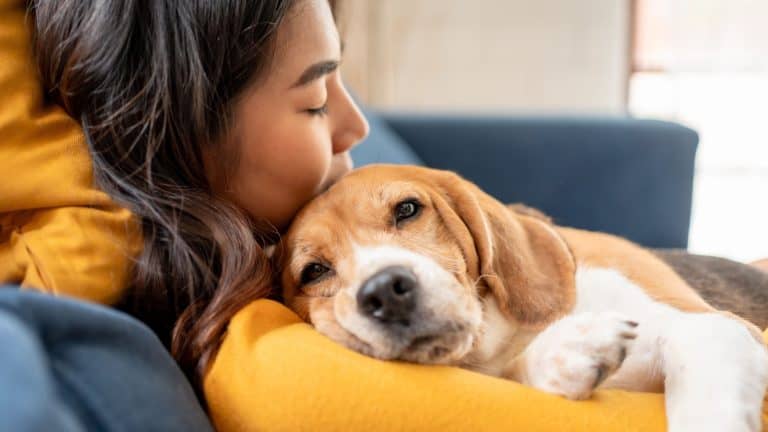 Adorable Beagle dog puppy sleeping on young female owner's shoulder. Attractive woman spend leisure time and petting on her pet animal that lying down with gentle and happiness in living room at home.