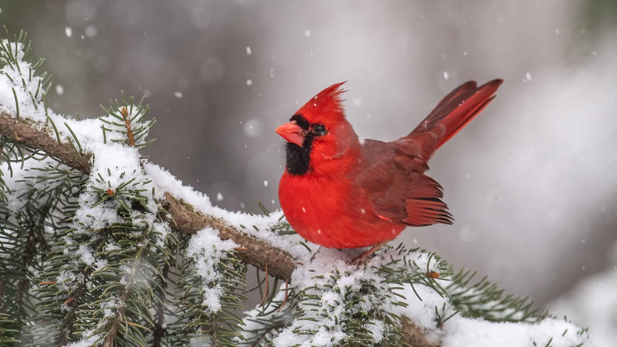 A cardinal in the snow