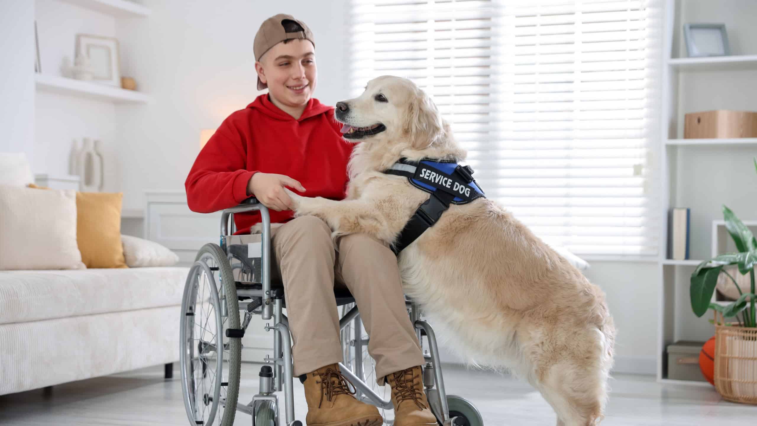 Service dog giving paw to teenage boy in wheelchair at home