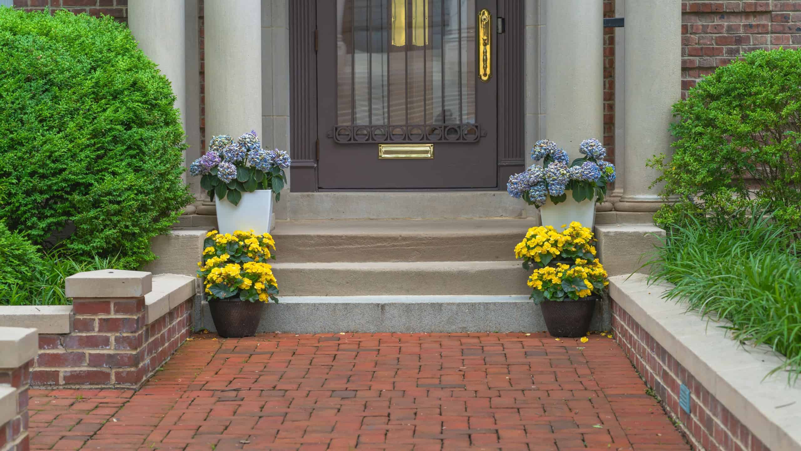 A beautiful brick house entryway is decorated with potted hydrangeas and bright yellow flowers lining the steps.