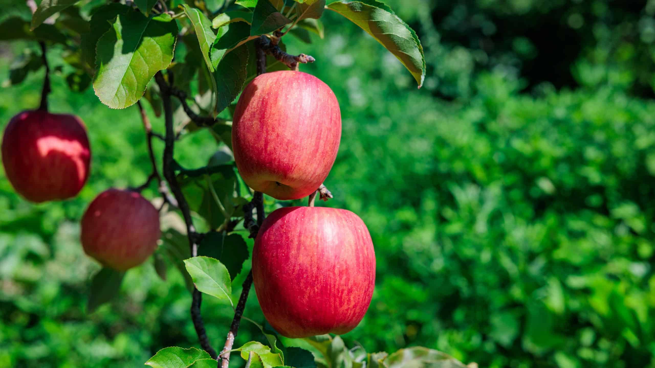 Close-up of Shinano Dolce, a delicious apple from the orchard.