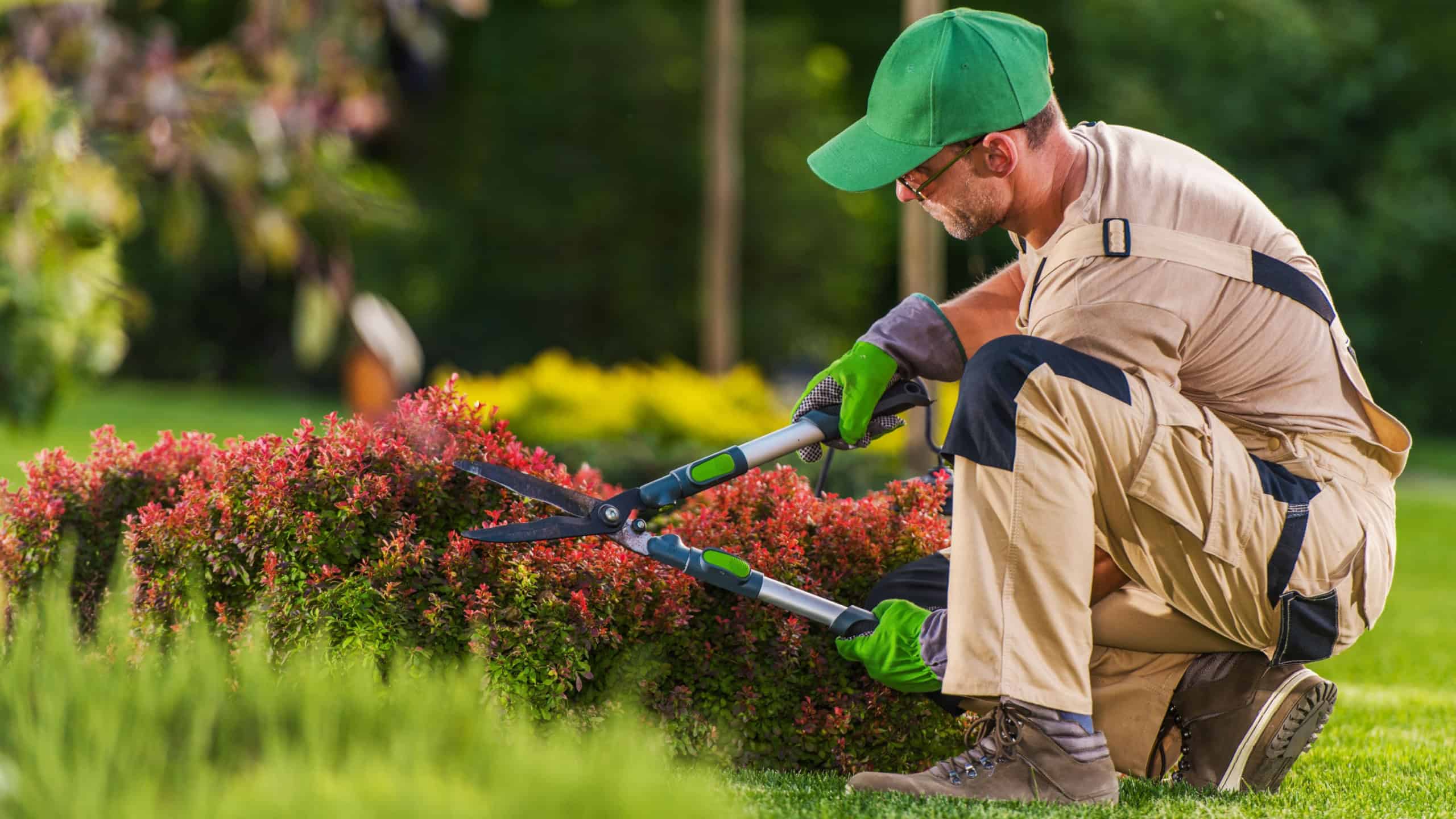 A gardener in work clothes cuts shrubs in a park during daylight.