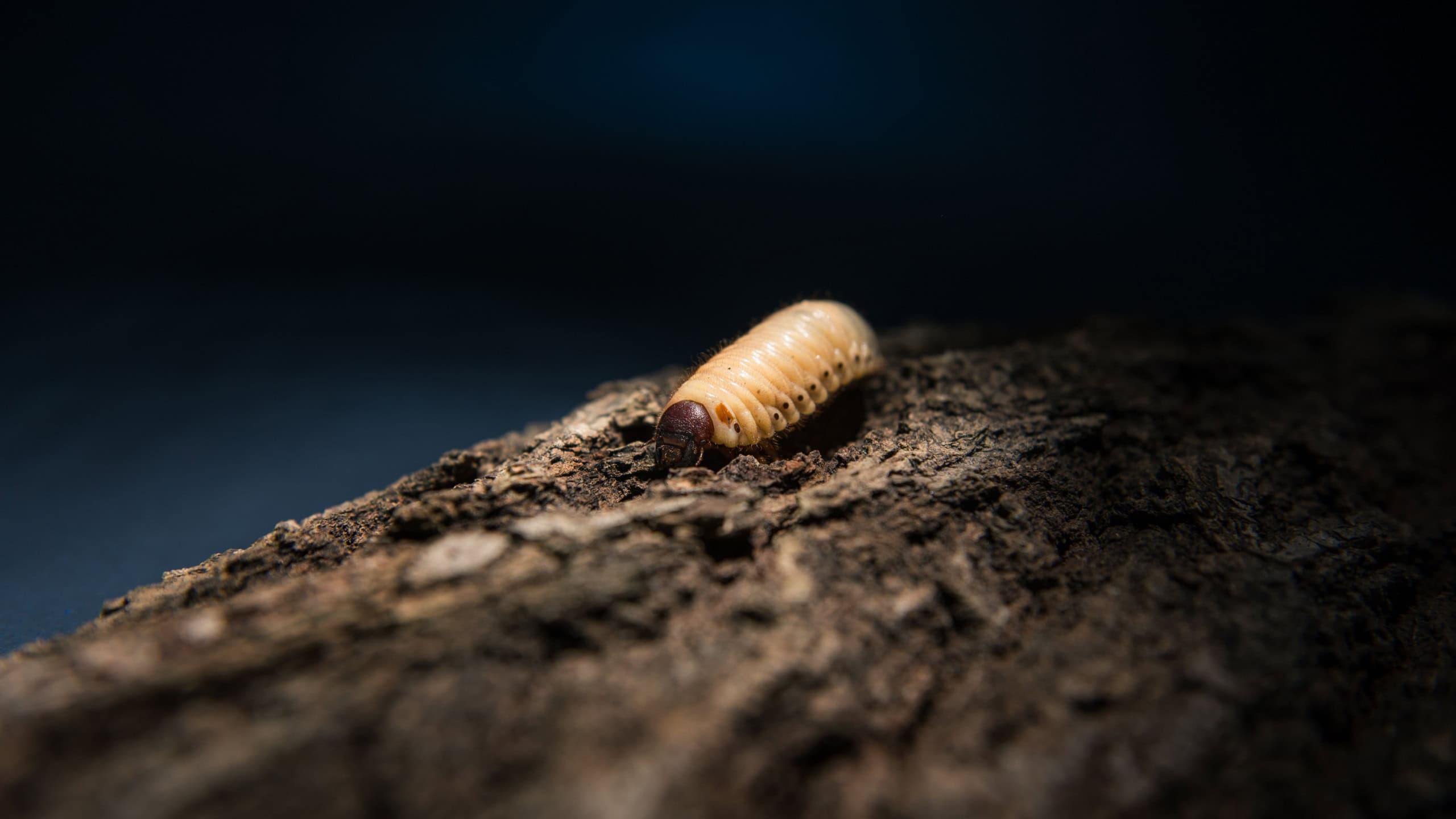 Maggot on the bark at night, illuminated from the top. Close up shot, selective focus, shallow depth of field