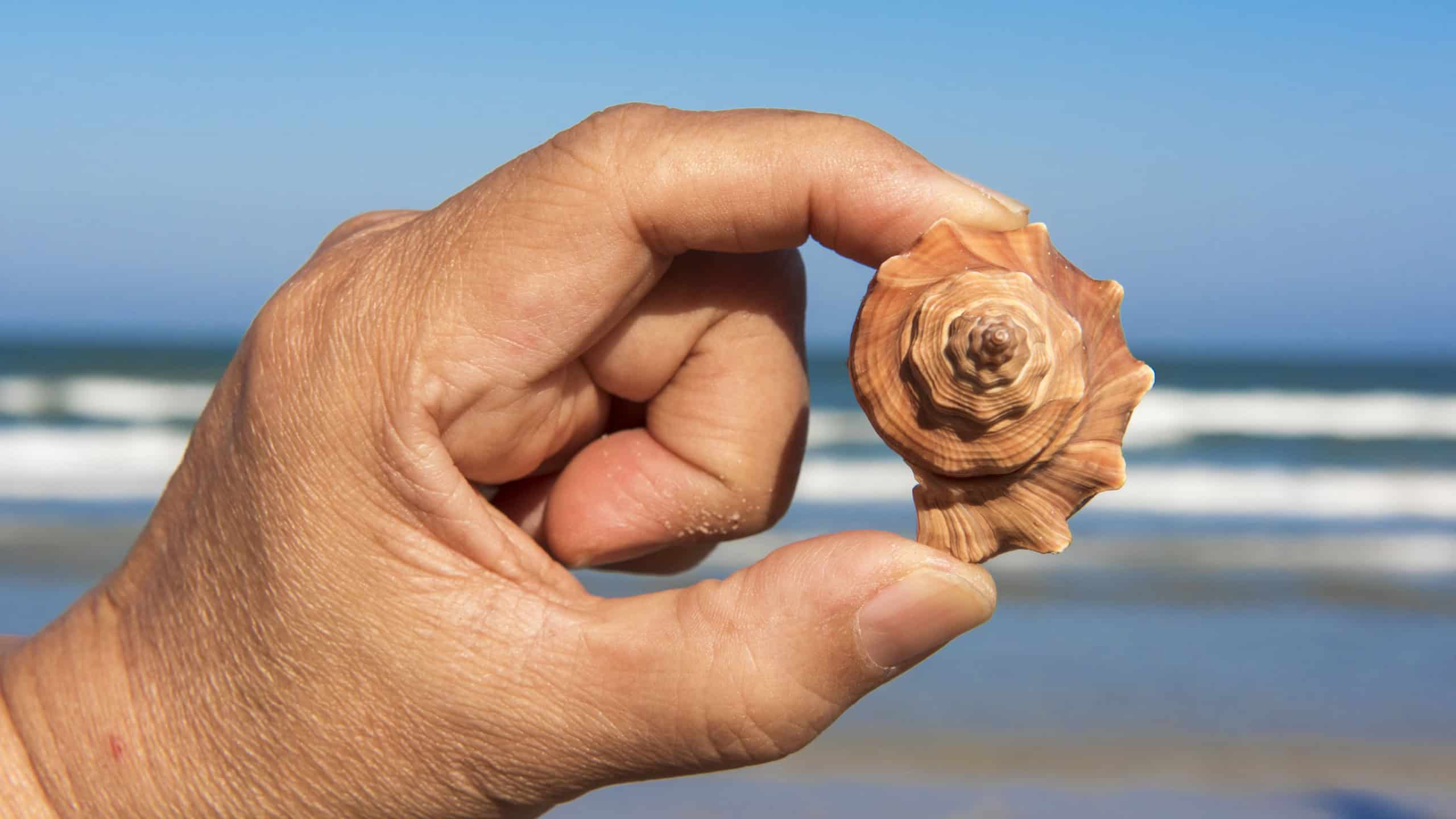 shell , conch with hand at Huahin , Thailand