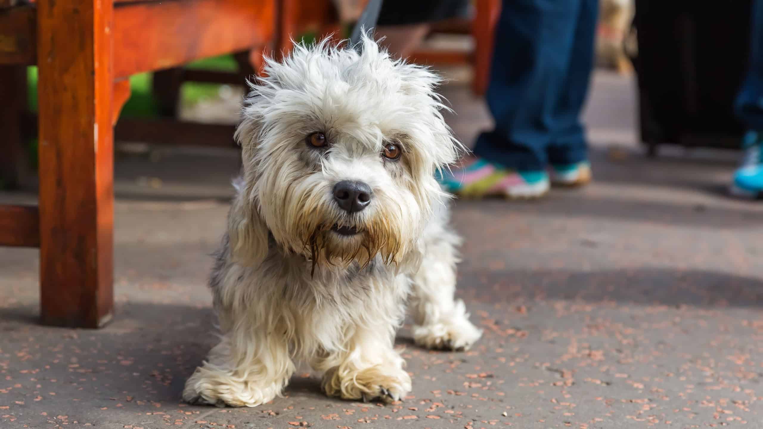 Portrait of a Dandie Dinmont Terrier at the leash