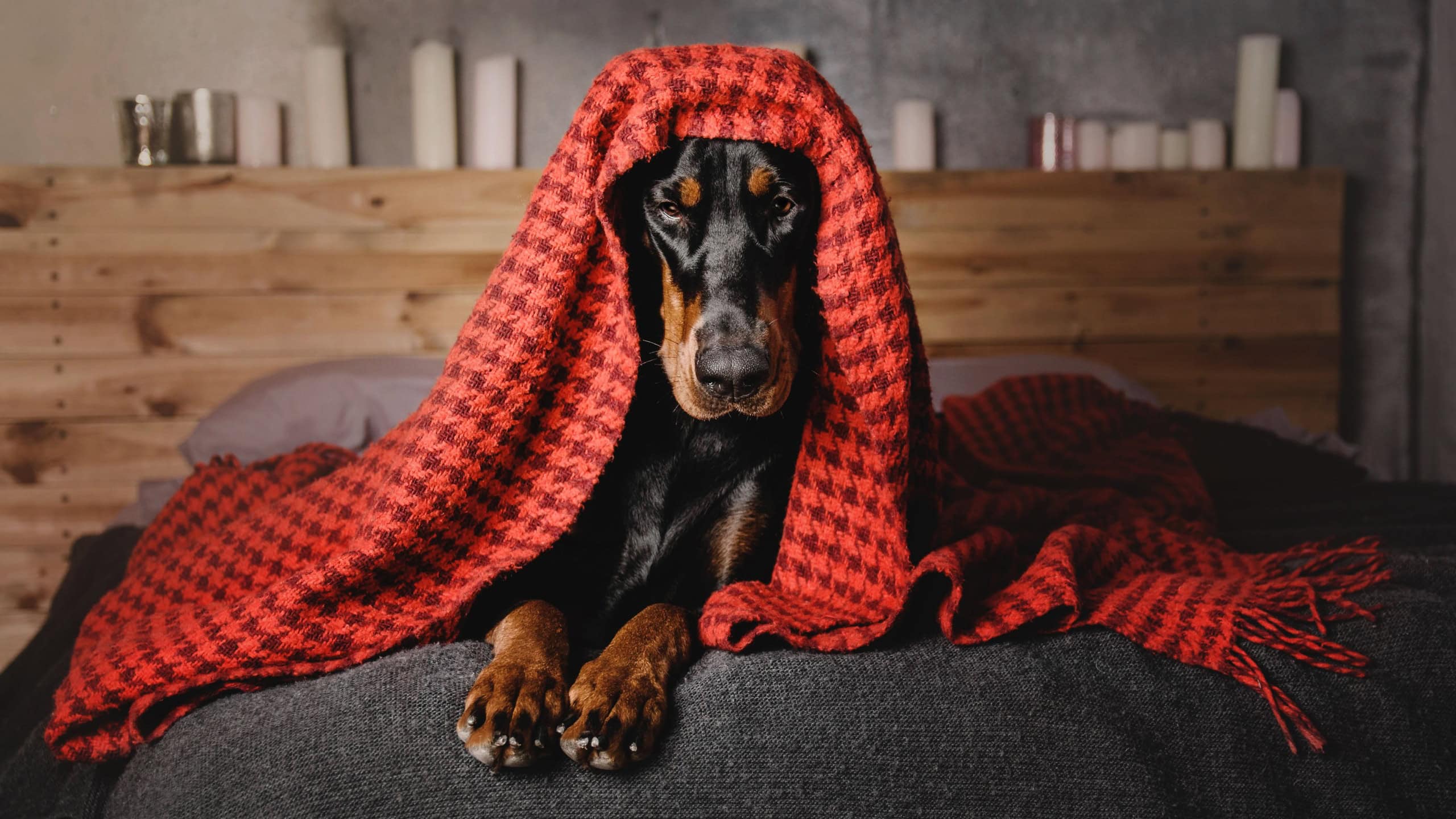 Beautiful Doberman dog lying on a bed under a red blanket