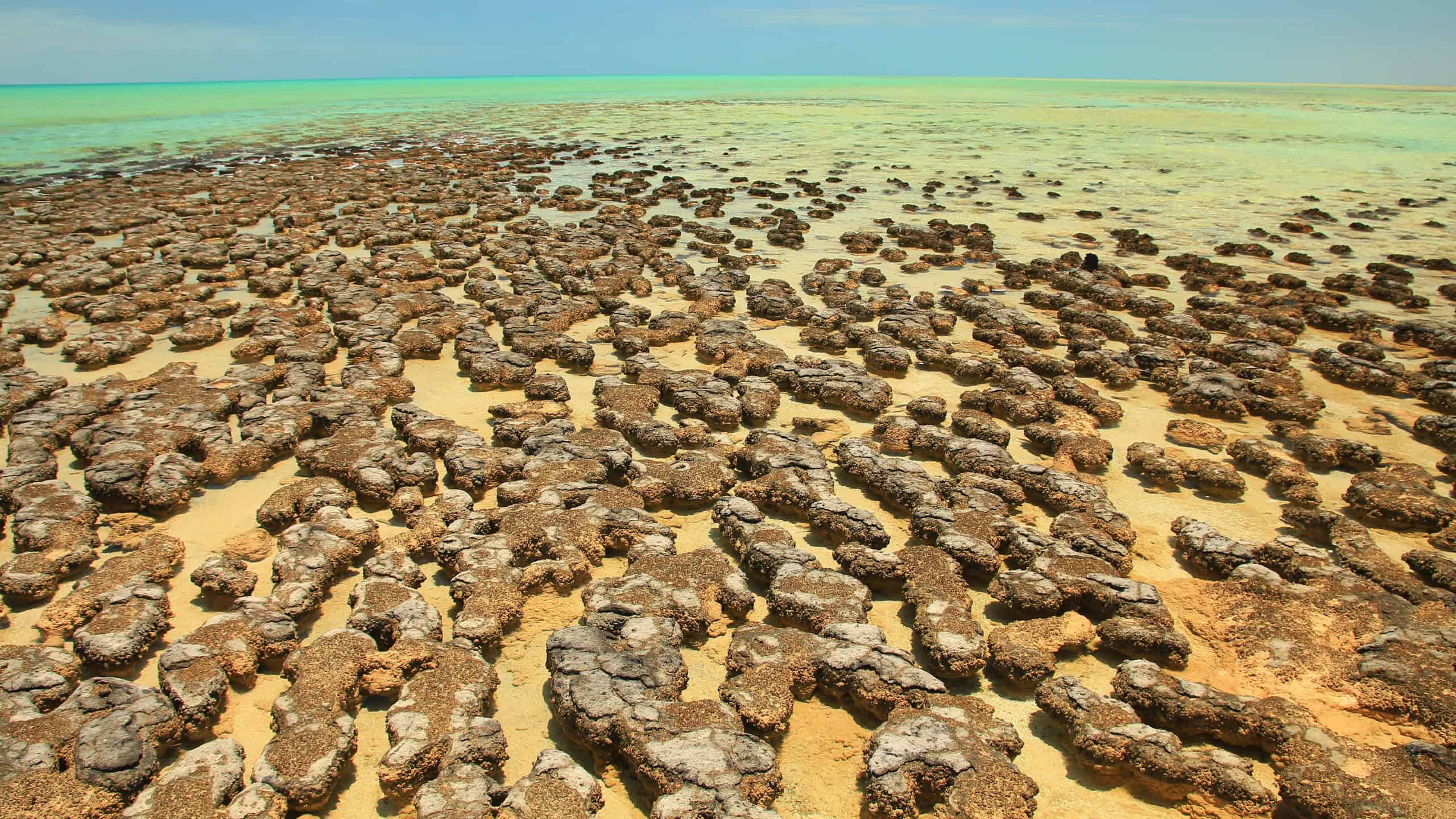 Stromatolites in Hamelin pool in Shark Bay, Western Australia