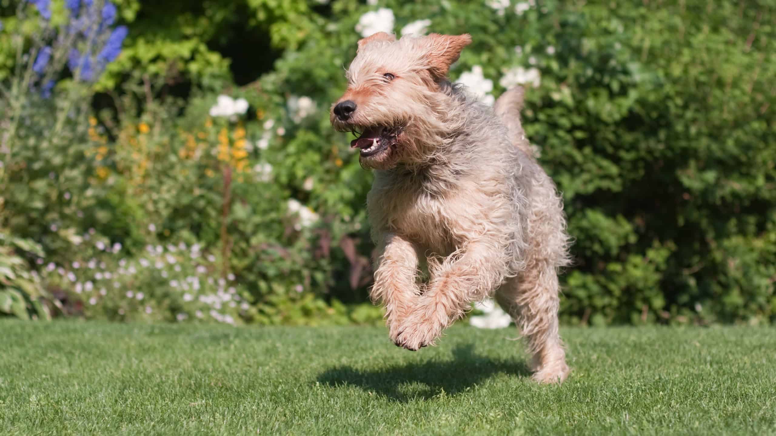 Running Otterhound in the garden