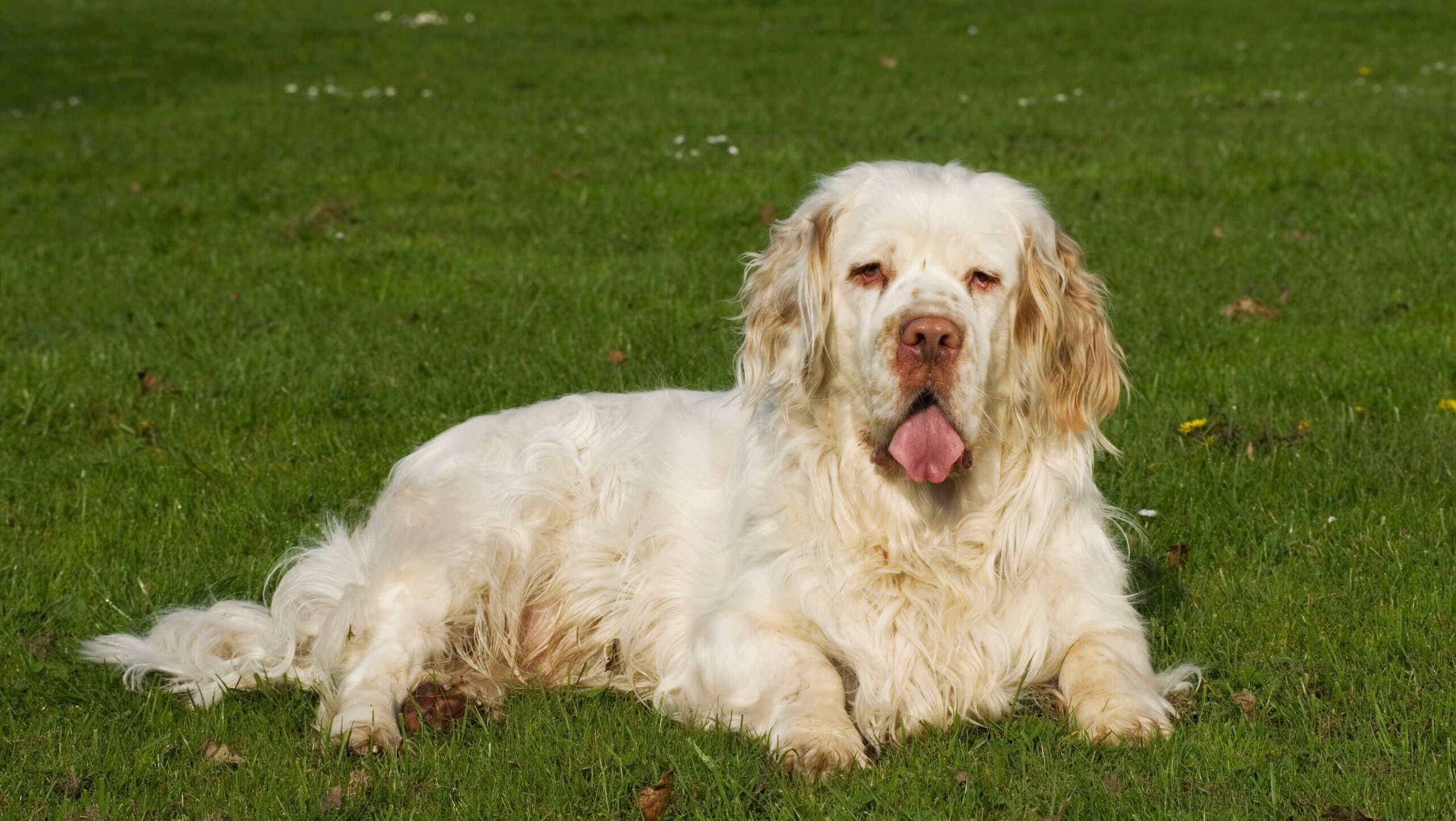 Clumber spaniel in a meadow