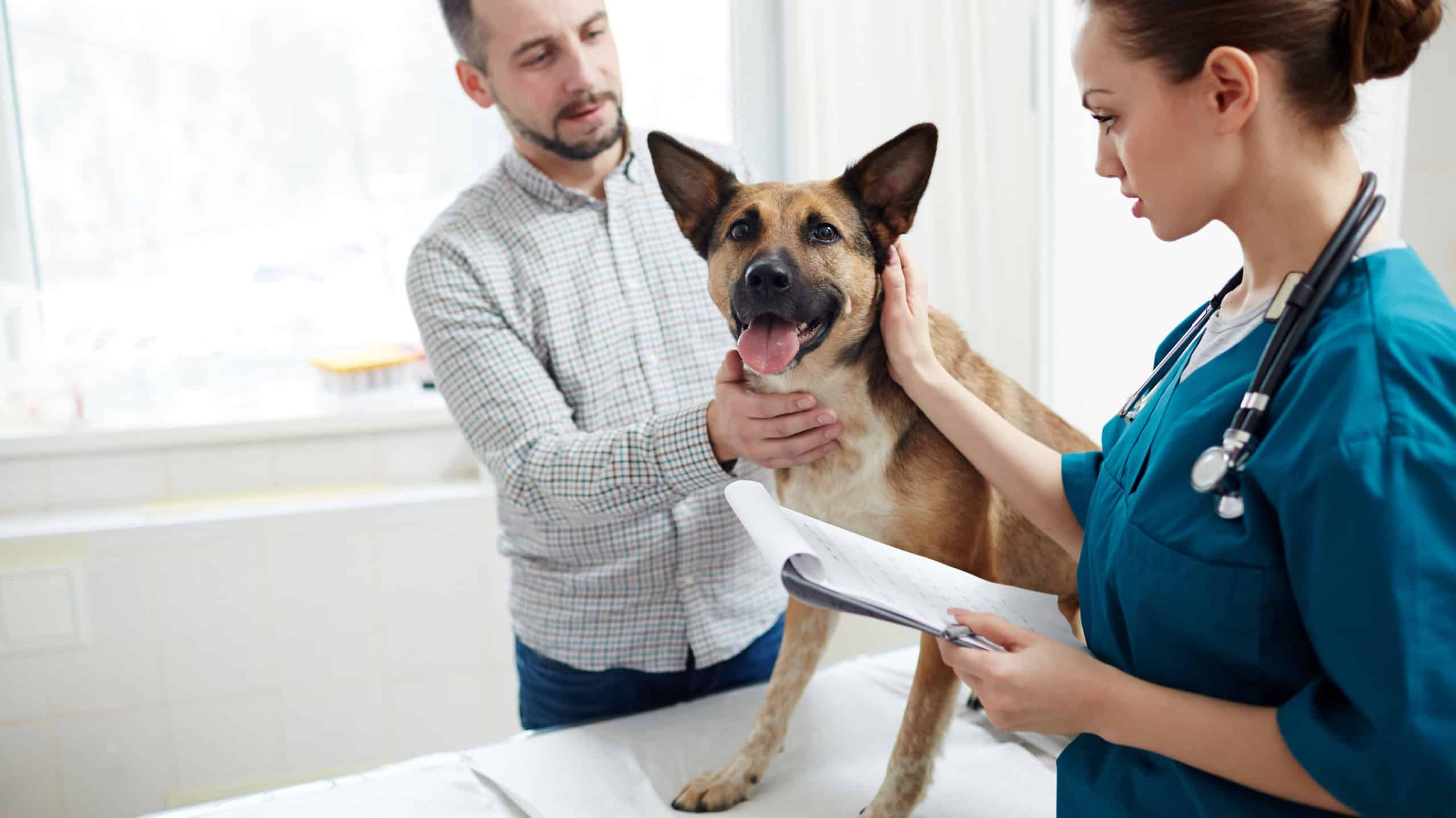 Young veterinarian with medical document touching dog neck and cuddling it during appointment