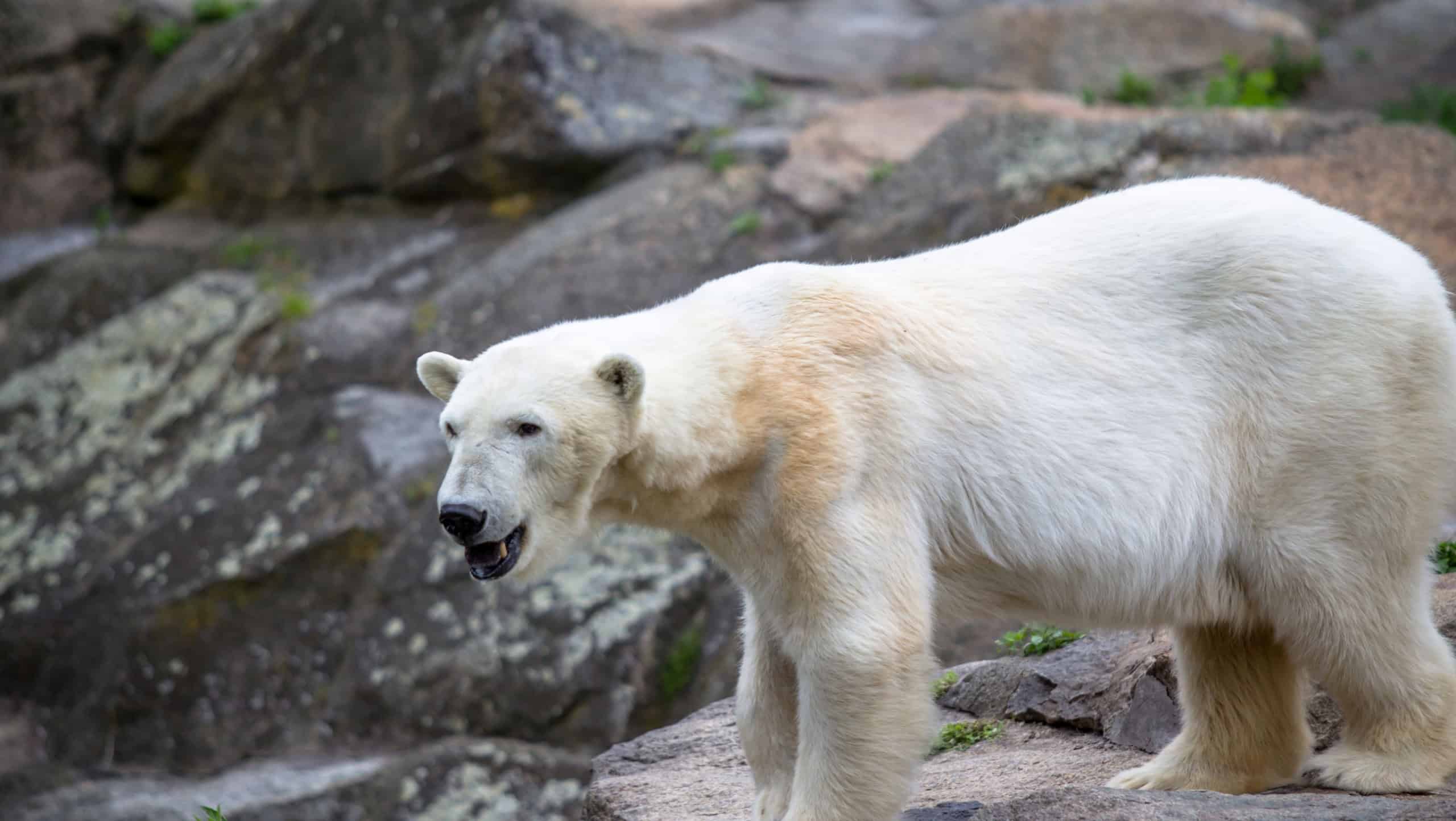 Very skinny Polar Bear at the Berlin Zoo in Germany
