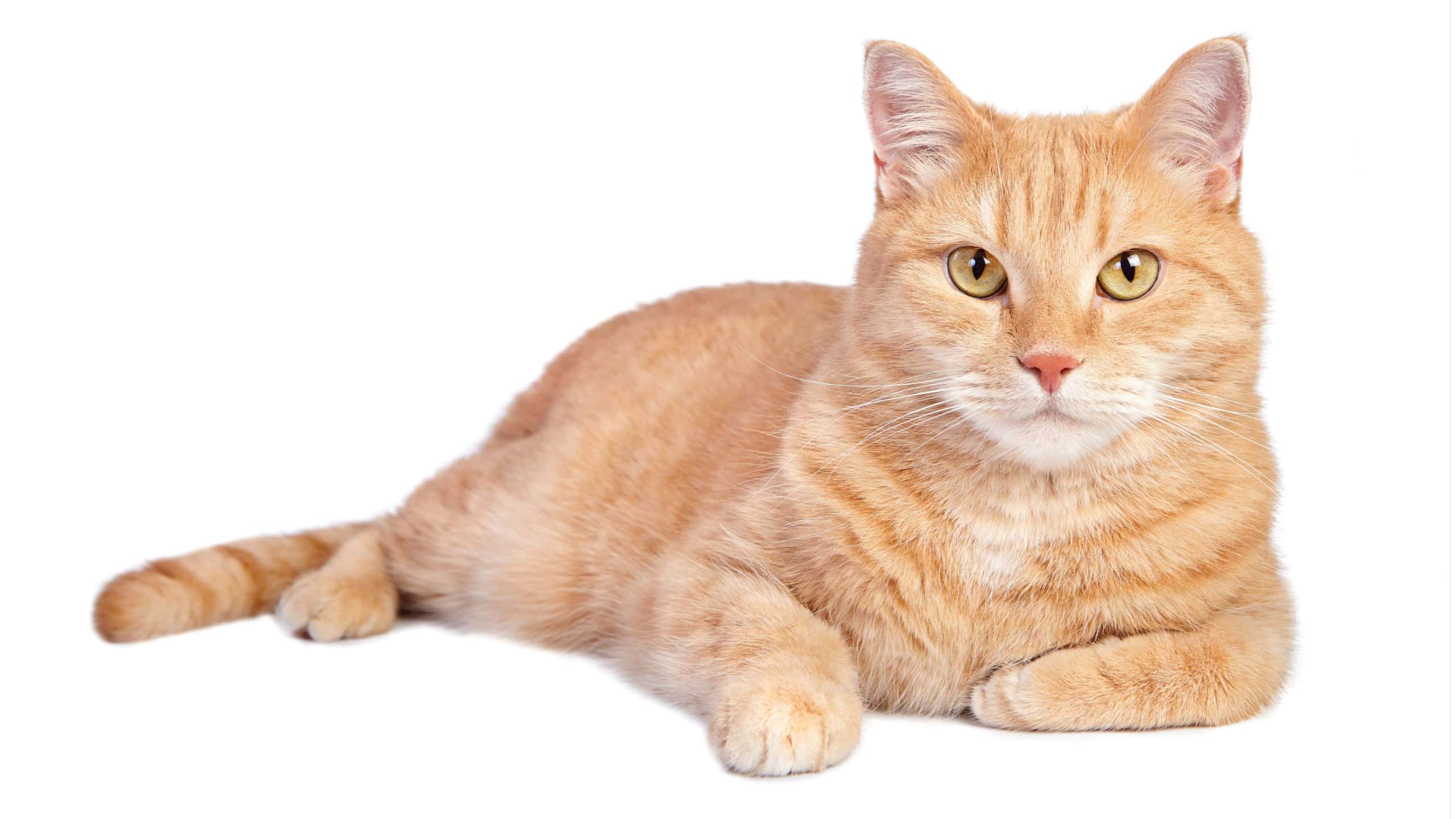 Lying tabby ginger cat isolated on white background.