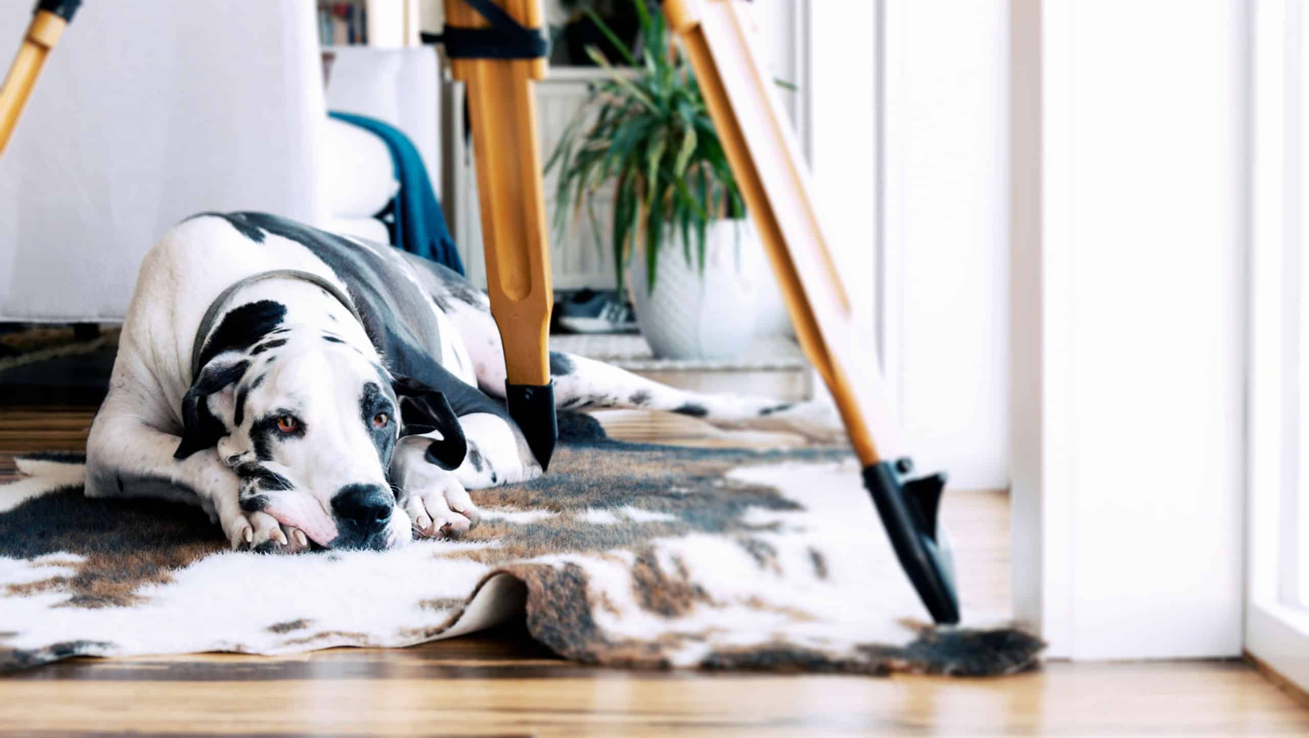 Gorgeous great dane dog resting on an animal print area rug under a tripod over bamboo hardwood floors.