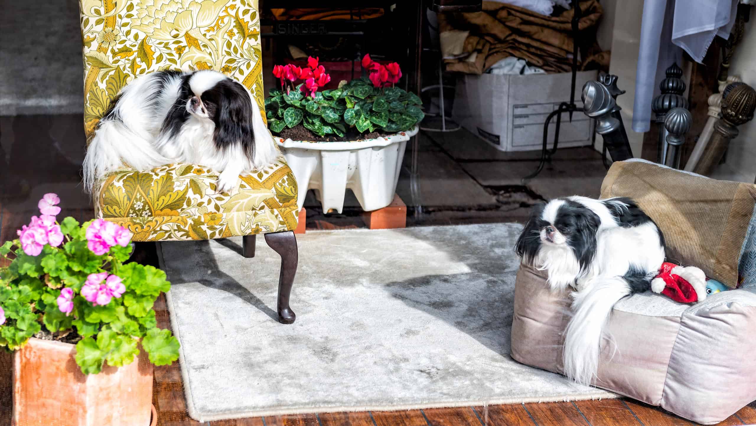 Japanese Chin small dog breed pedigree canines resting sitting indoors on chairs cute adorable interior in home