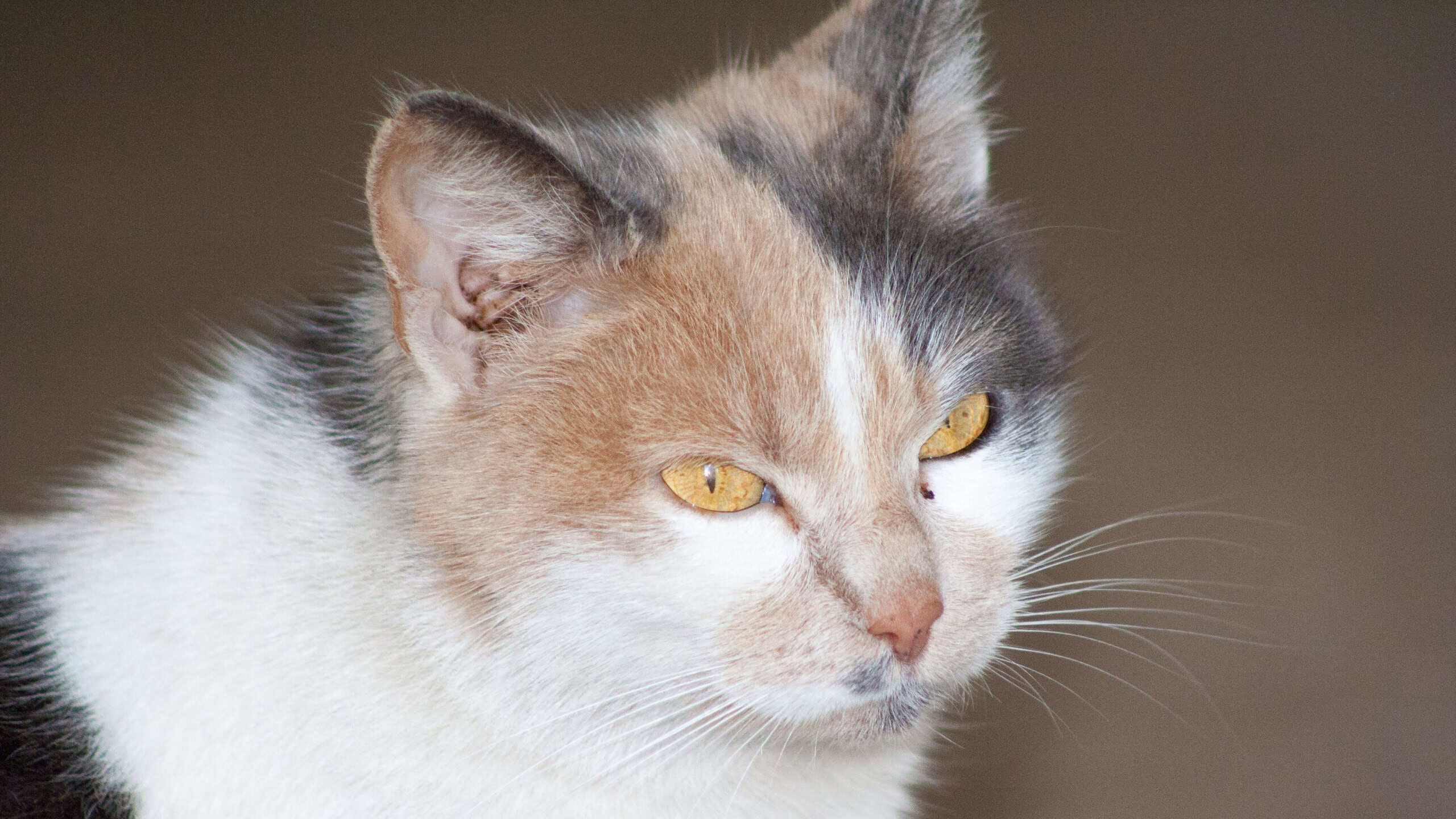 Cat portrait with black freckles close up, only head crop, looking to the top