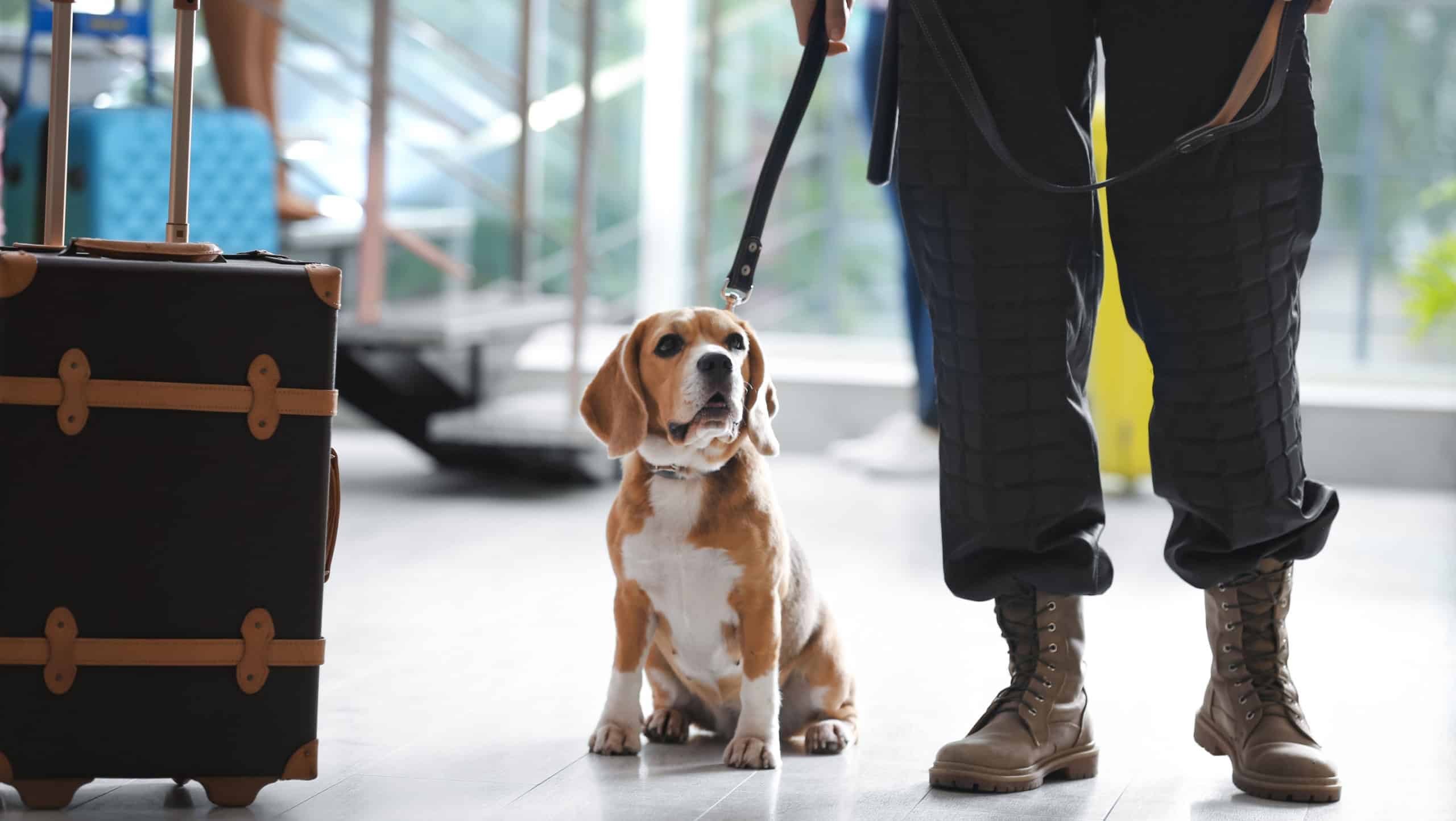 Officer with dog near suitcase in airport, closeup