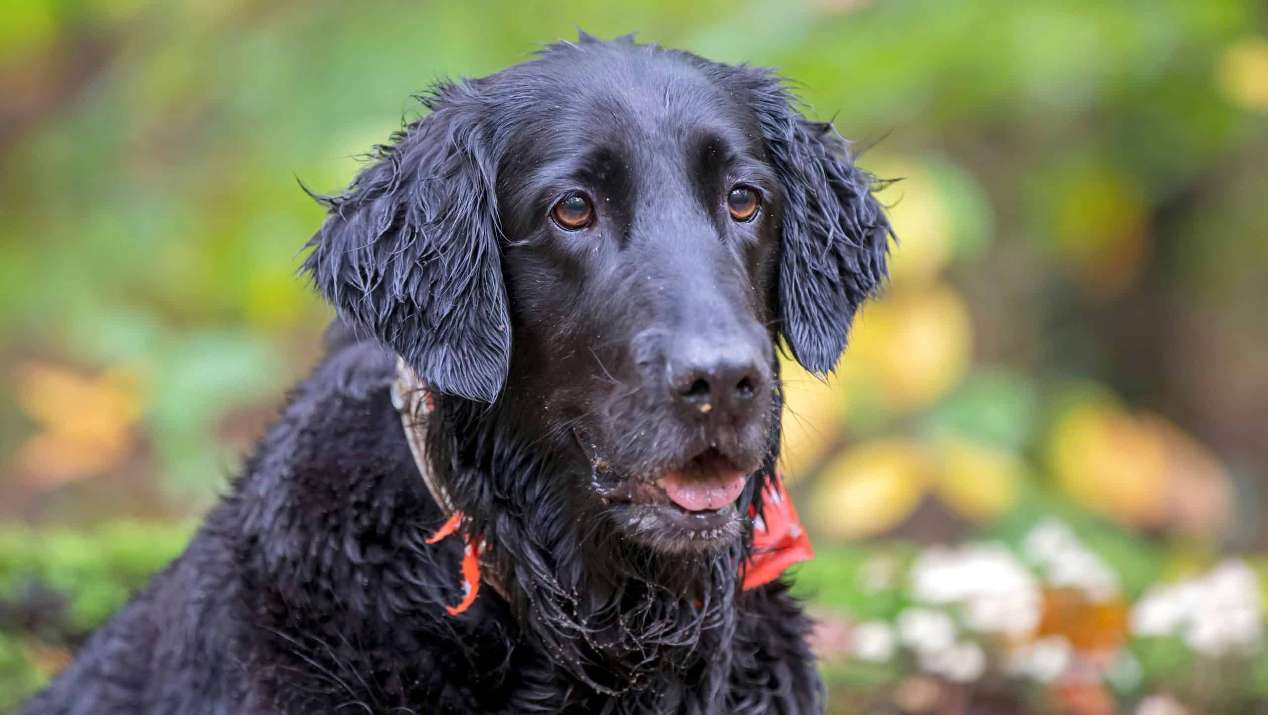 Portrait of Flat-coated Retriever with red scarf on blurred natural background