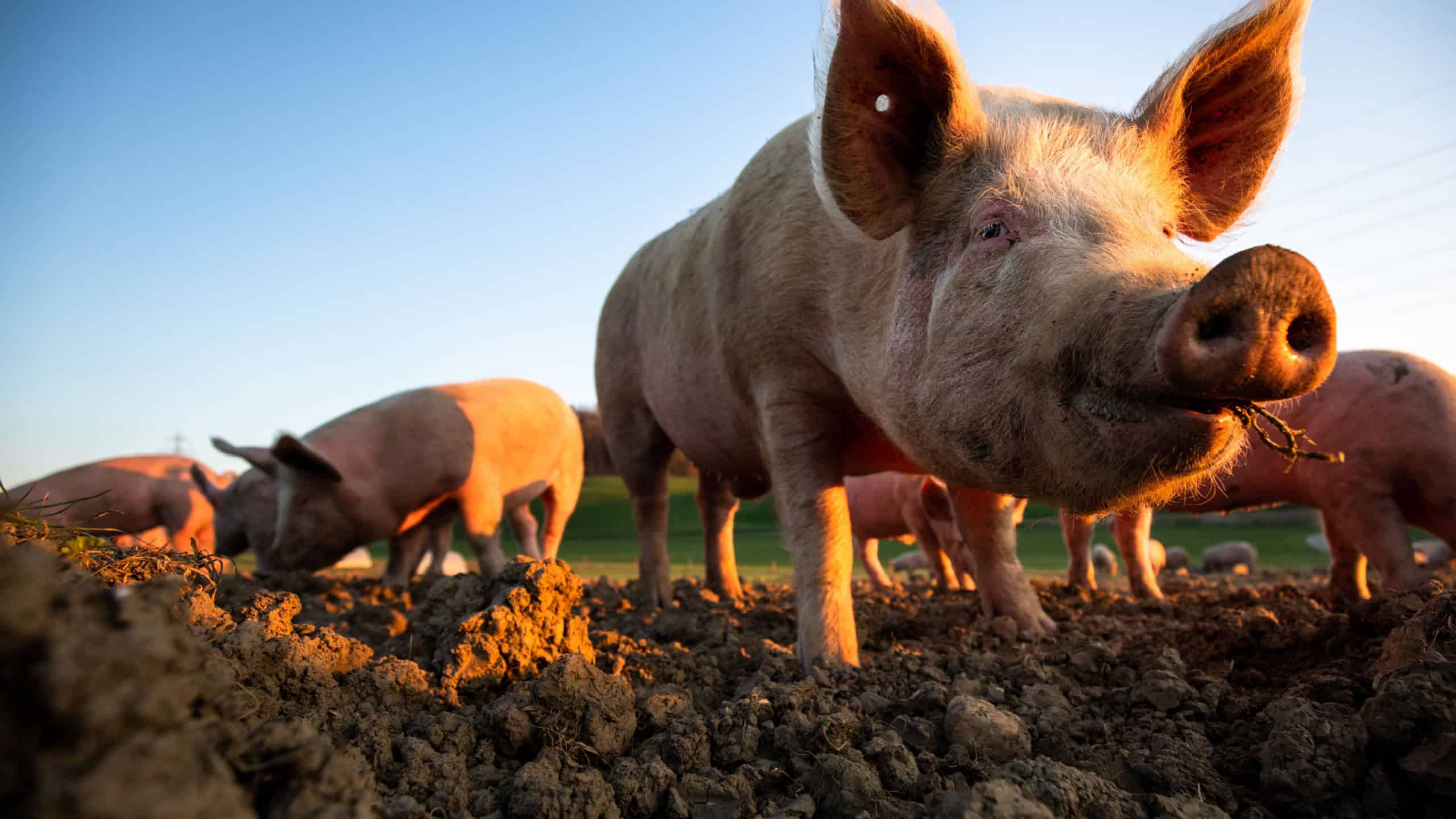 Pigs eating on a meadow in an organic meat farm