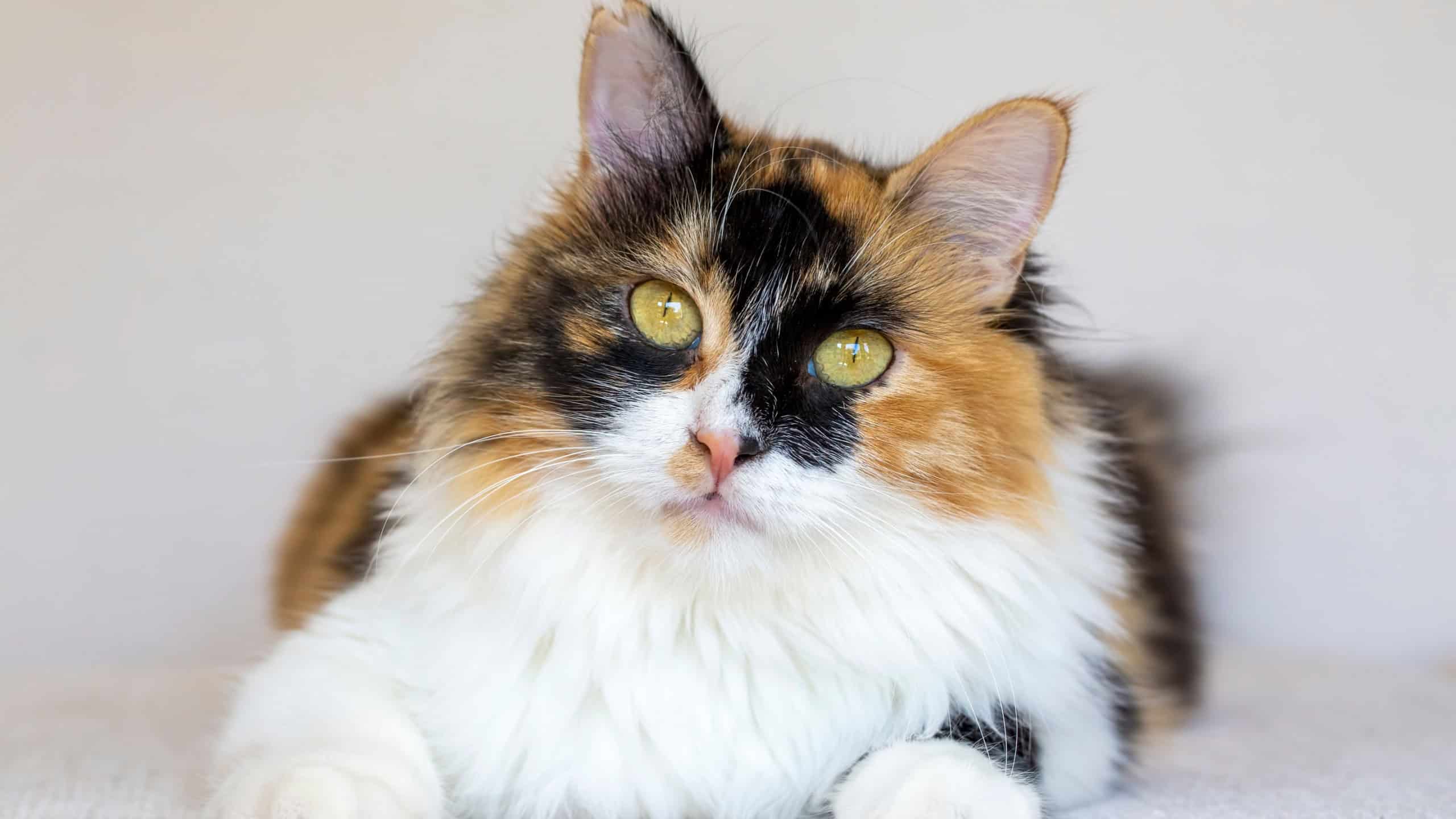 Long haired calico cat cute