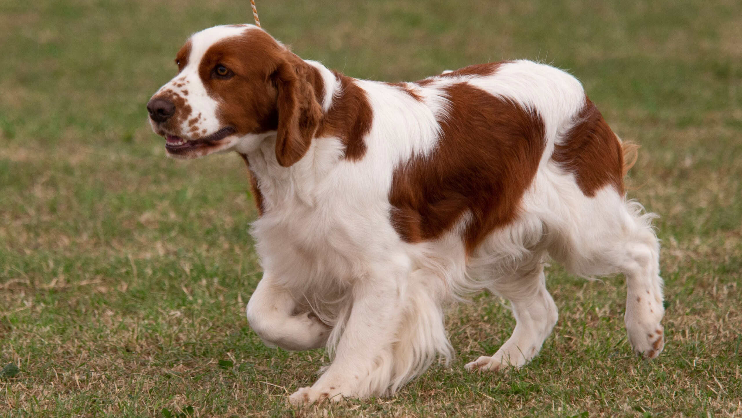 Irish Red and White Setter