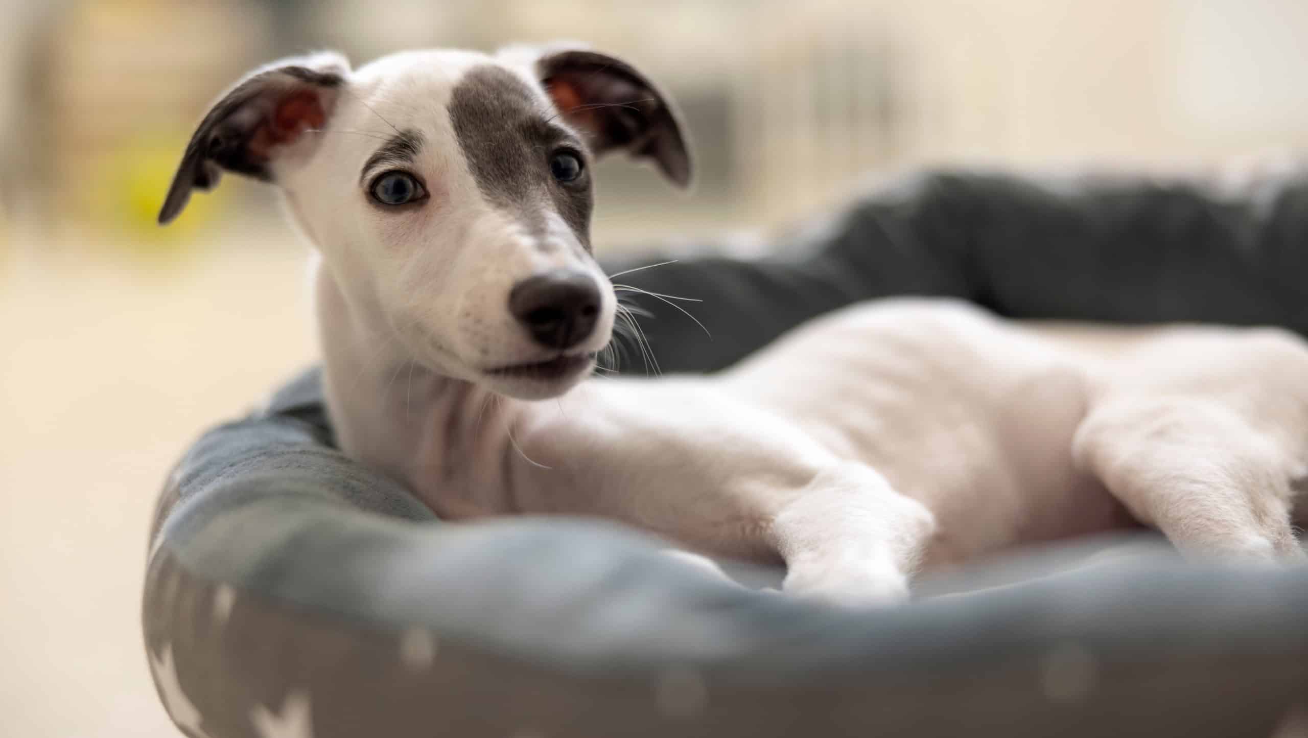 Cute pet whippet puppy resting indoors in her bed