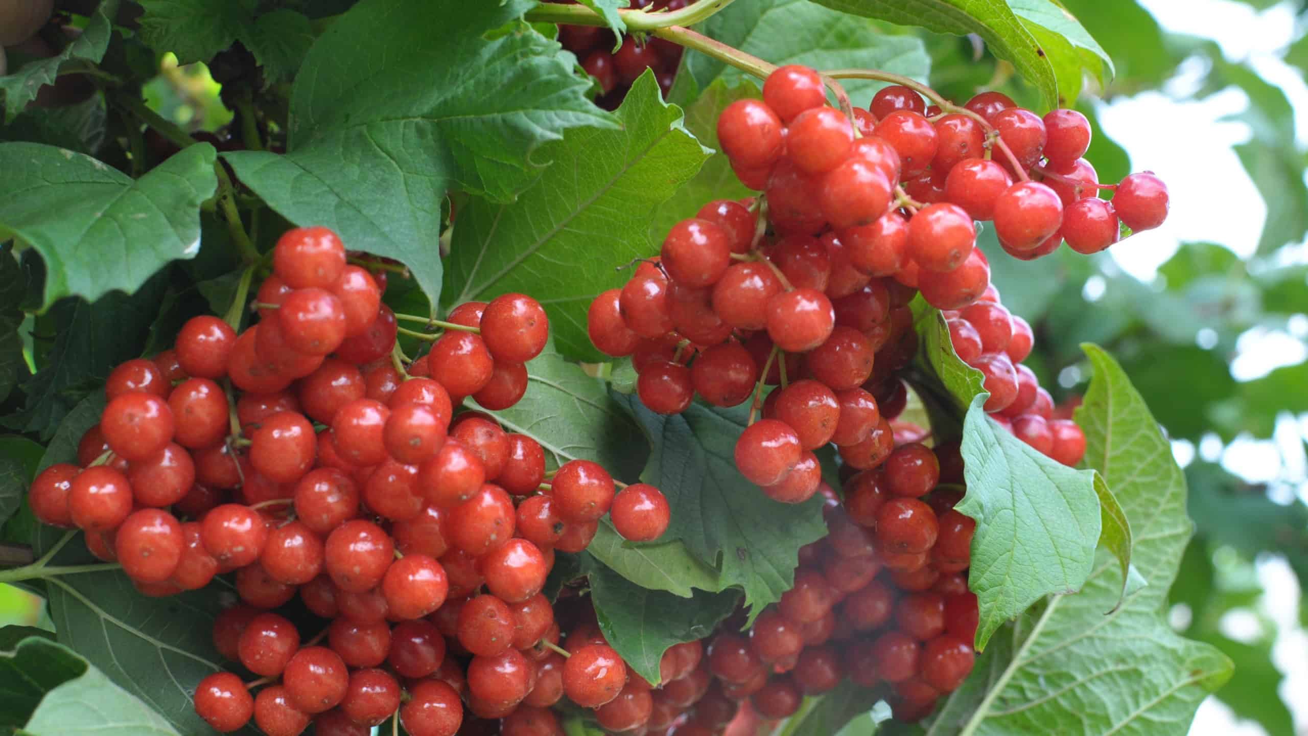 Guelder rose (Viburnum opulus) red berries ripen on the branch of the bush