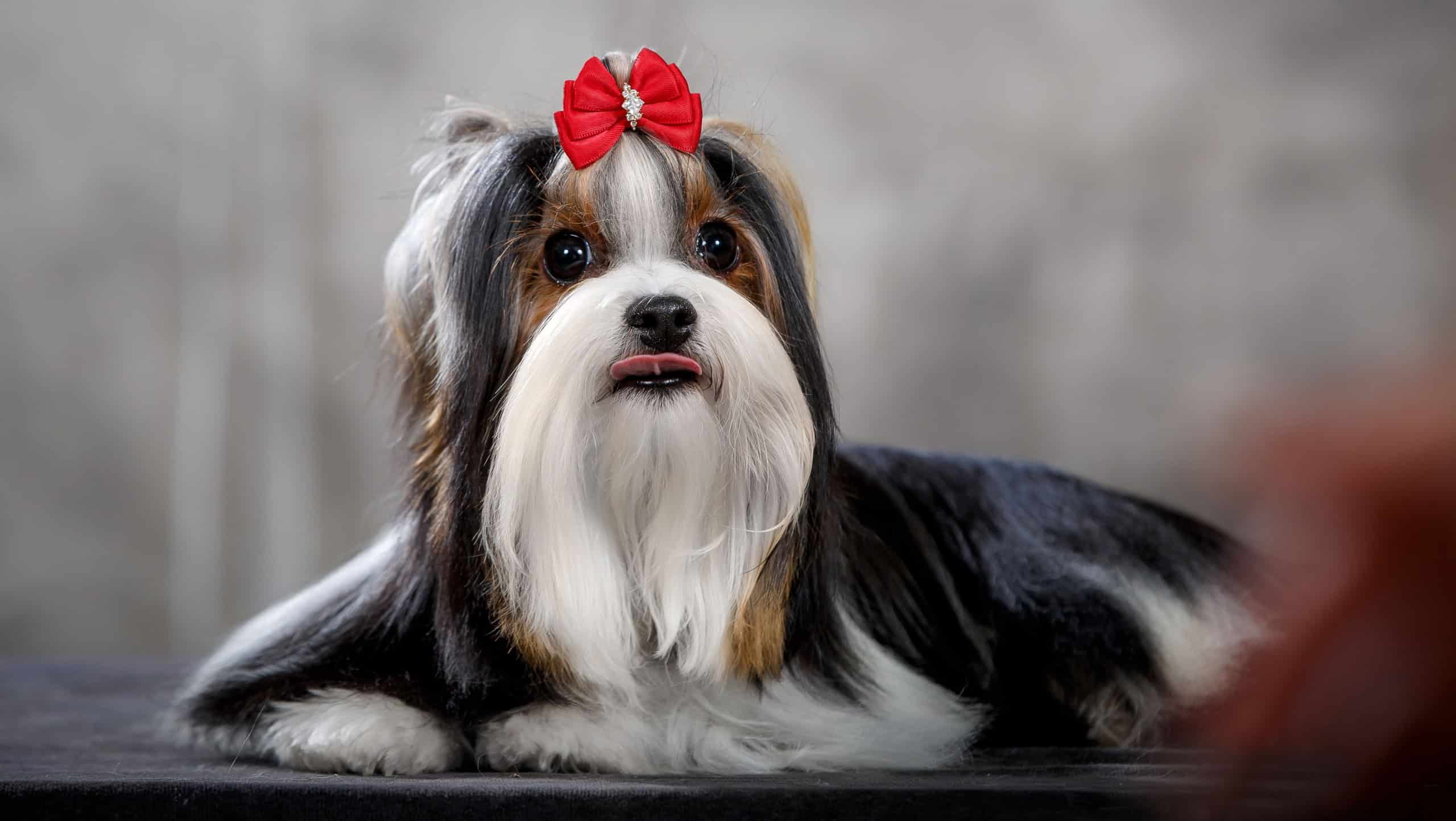 Biewer dog, new breed, variant of yorkshire terrier with bow in studio