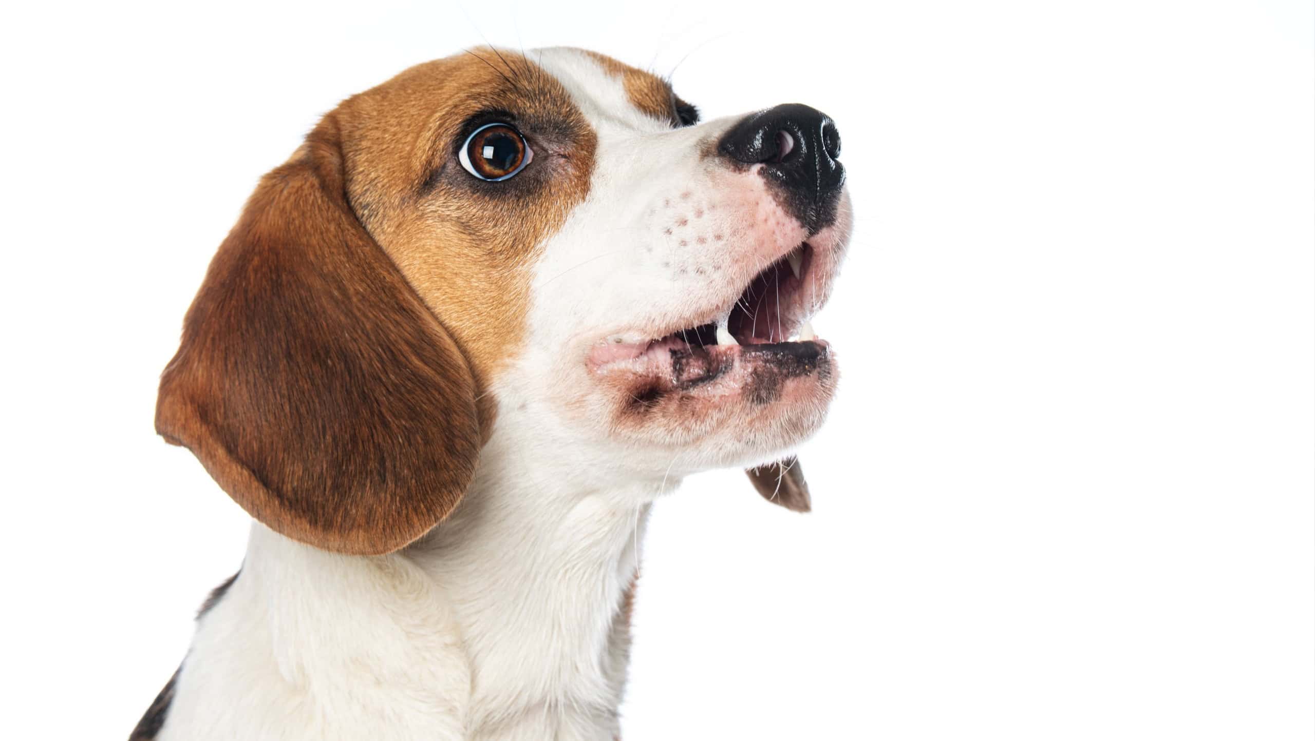 Beagle dog isolated on white background