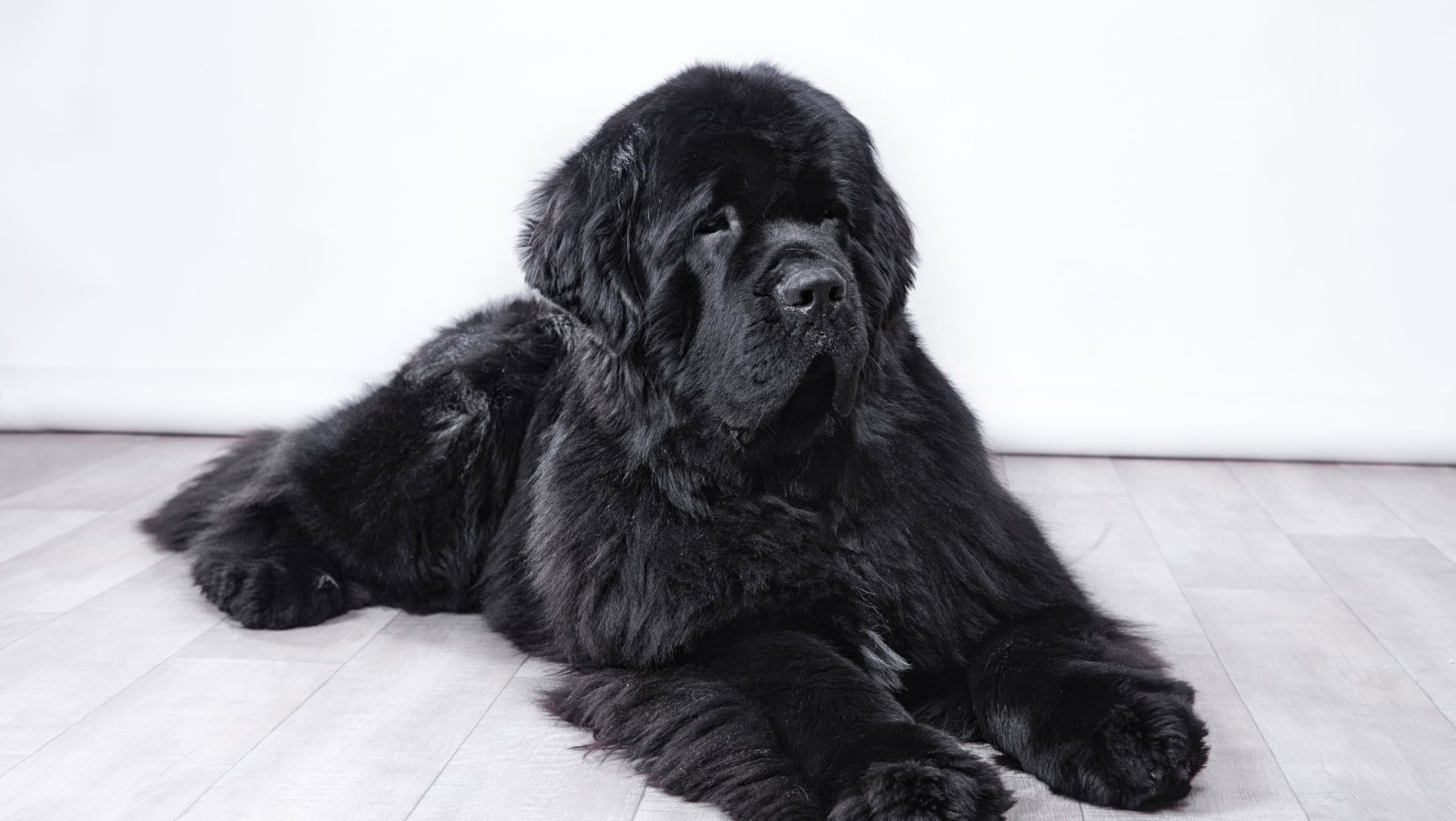 adult Newfoundland in studio by the fireplace