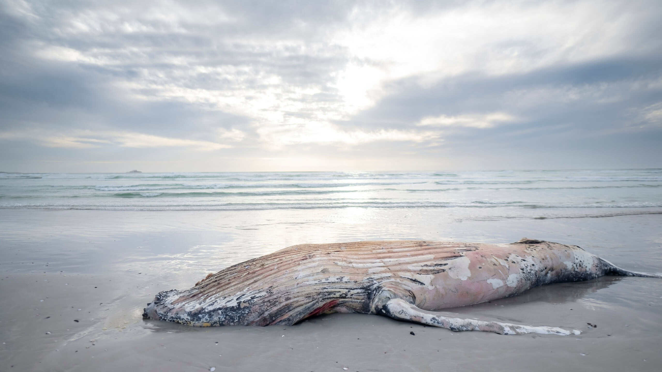 A closeup of a dead whale on the sandy beach