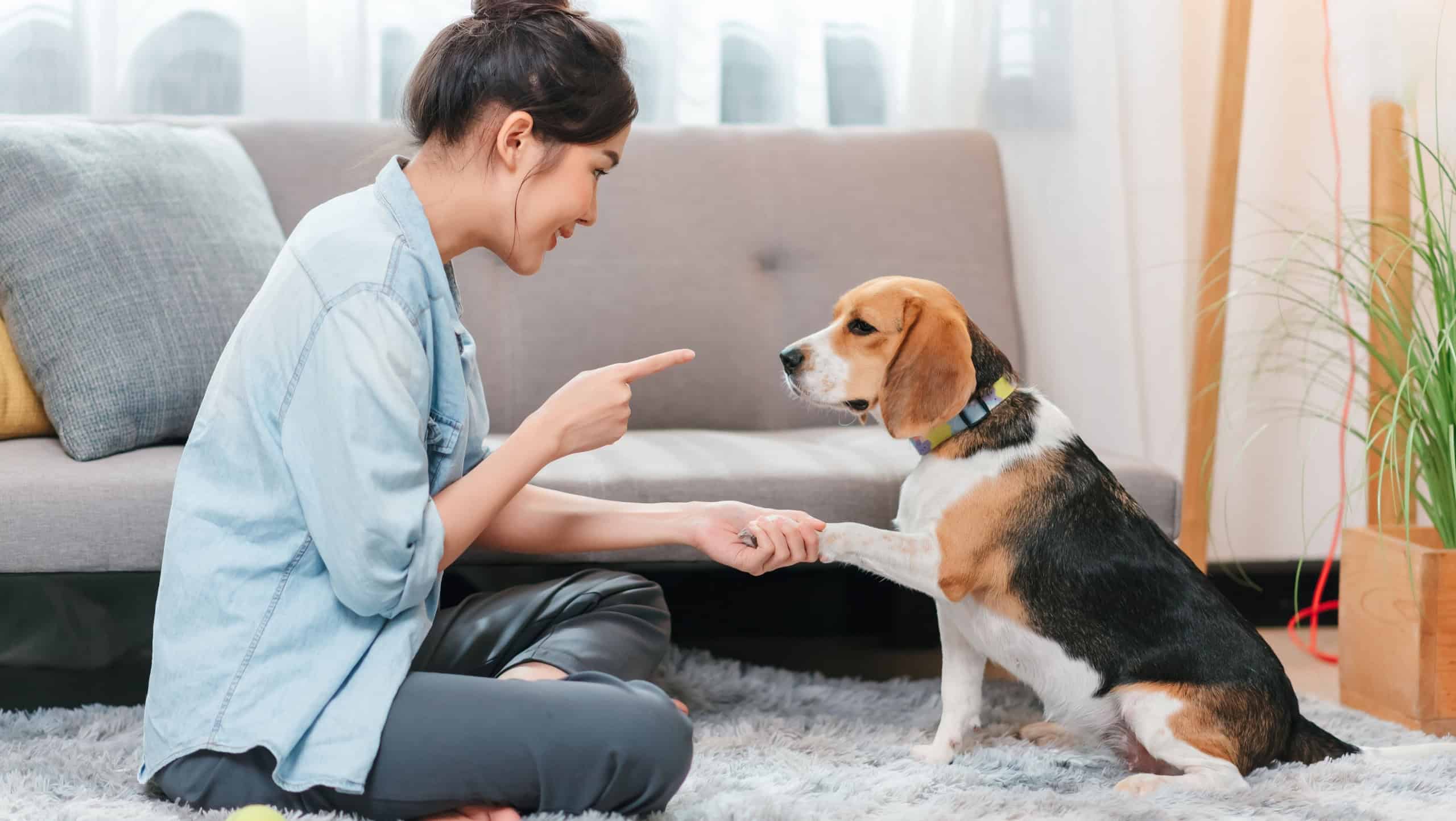 Portrait of happy asian woman in casual jeans shirt with beagle dog at home, spending time with pet at livingroom.