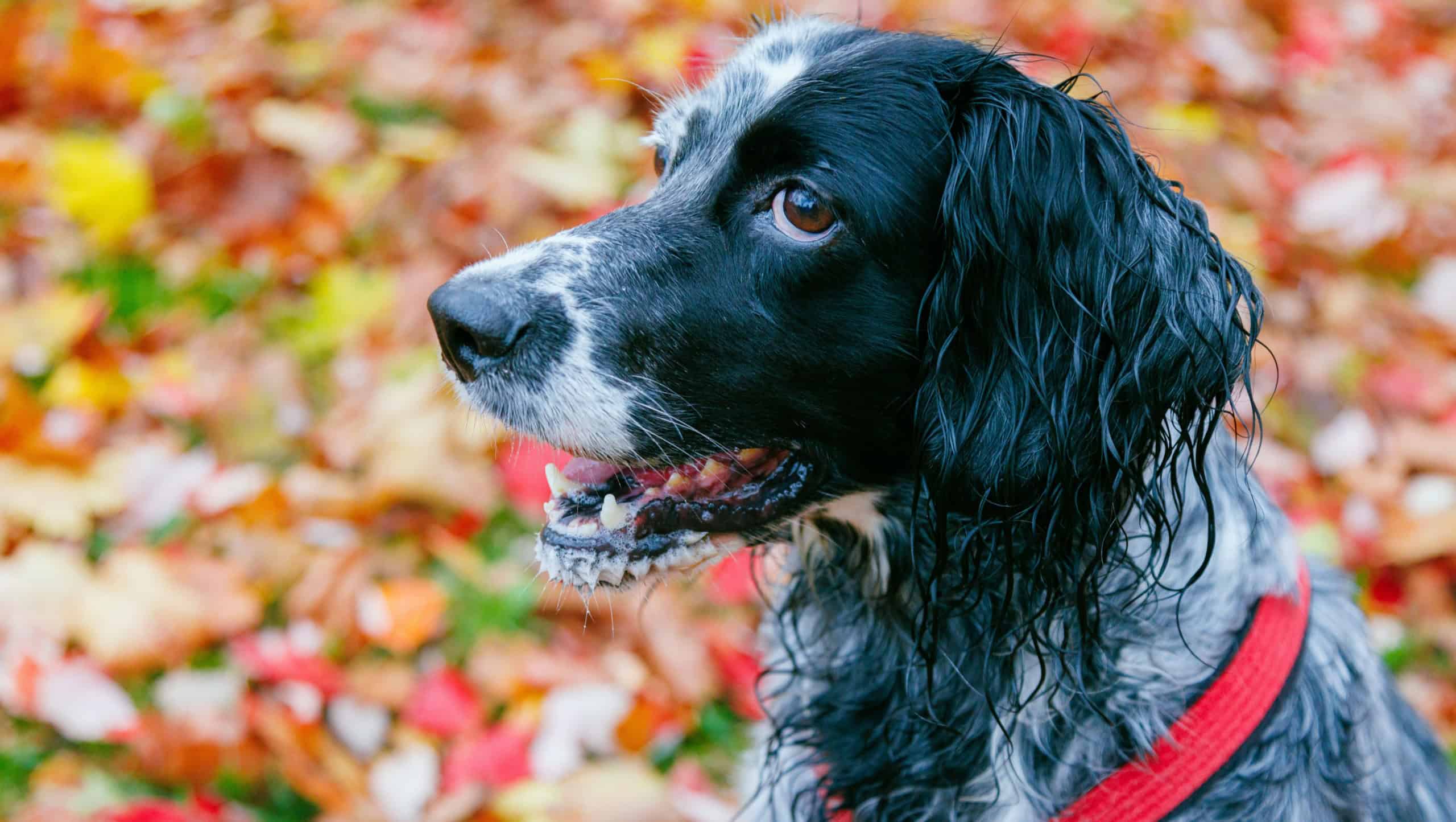 English setter with autumn colorful leaves on background. Black and white dog in the park.